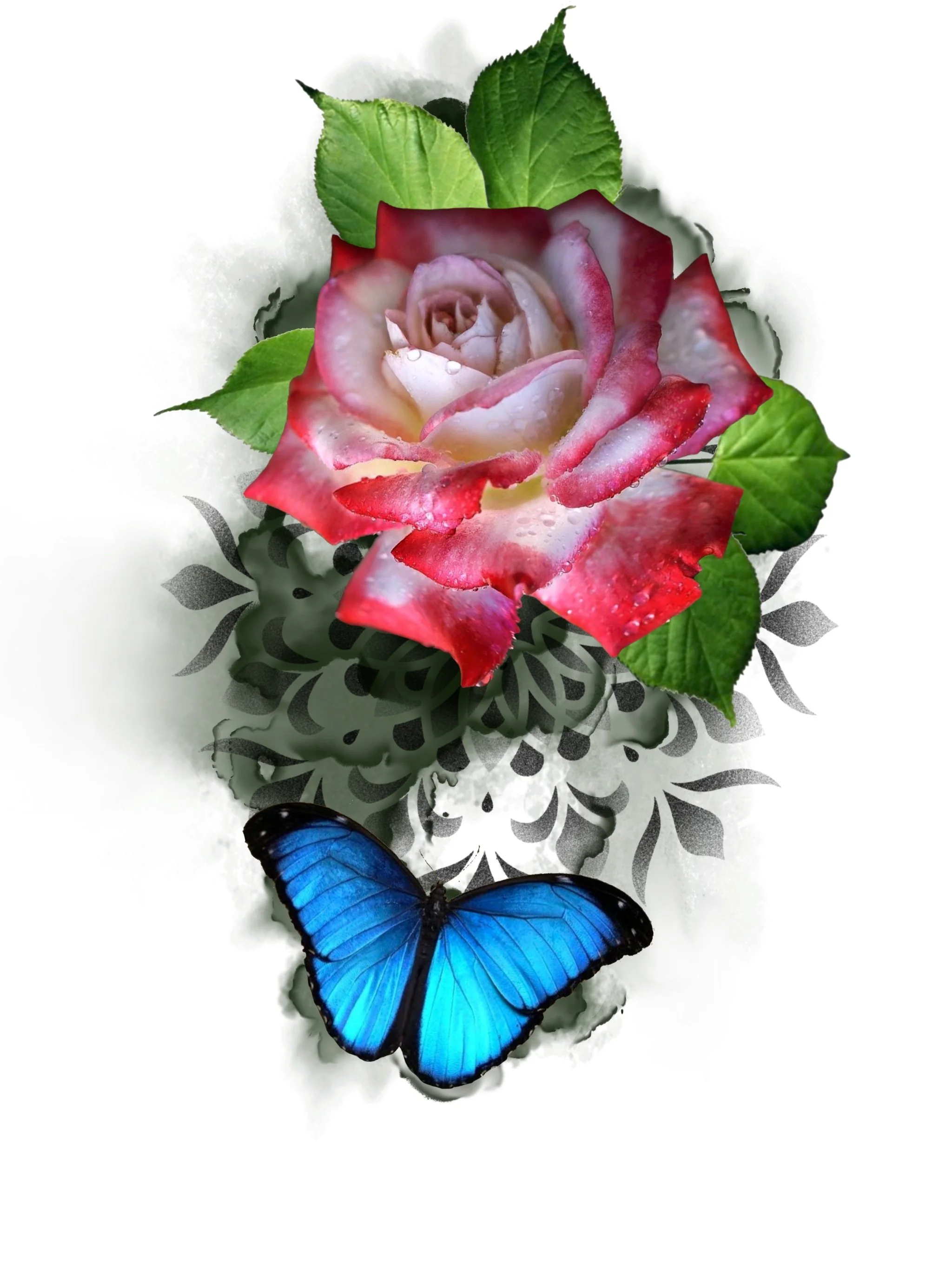A pink and white rose with dewdrops surrounded by green leaves, with a pair of blue butterflies nearby on a white background.