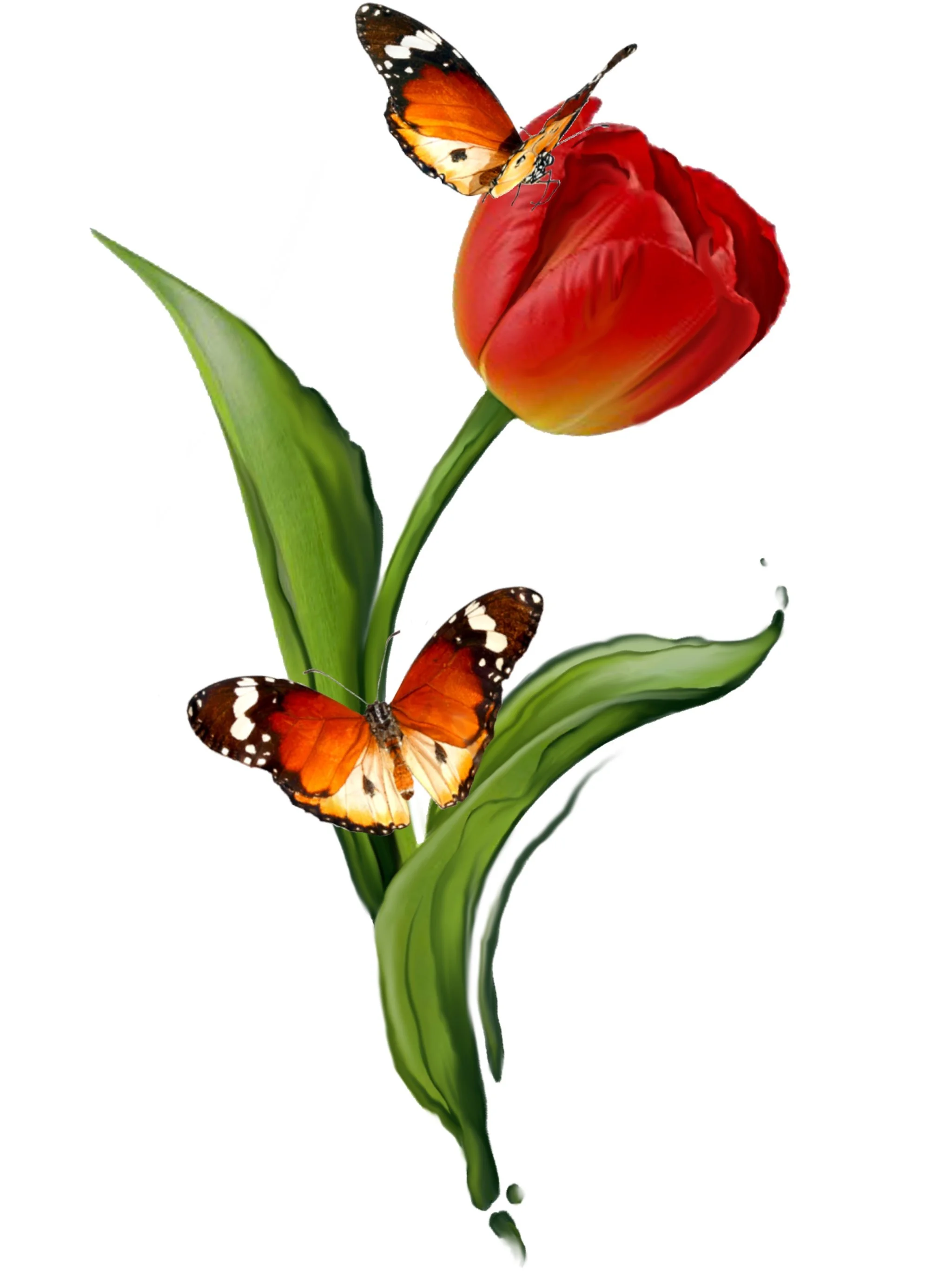 A red tulip with green leaves and three orange and black butterflies around it.