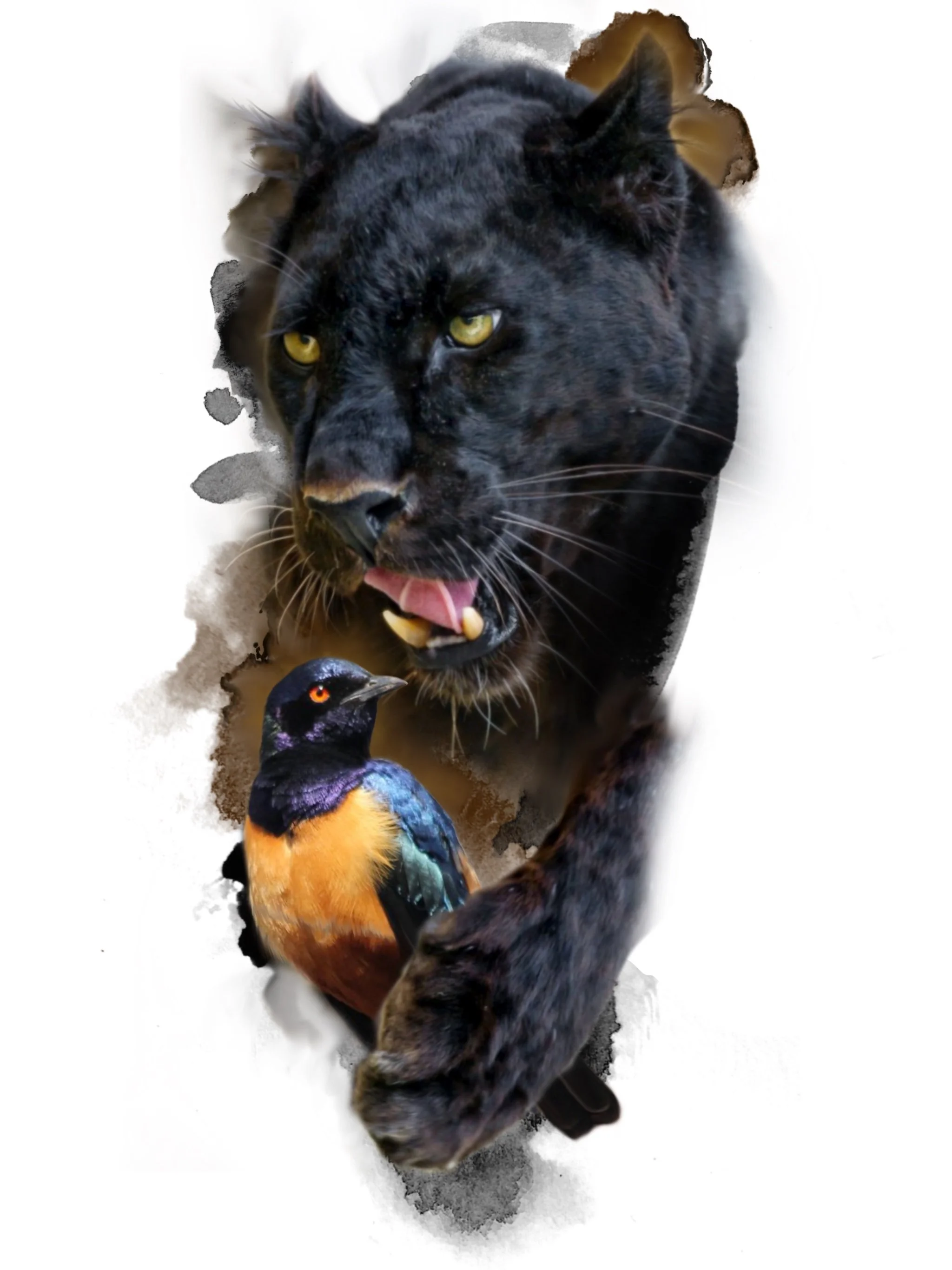 A black panther with yellow eyes and a colorful bird with orange, purple, and green feathers standing in front of a white background with watercolor-like splashes.