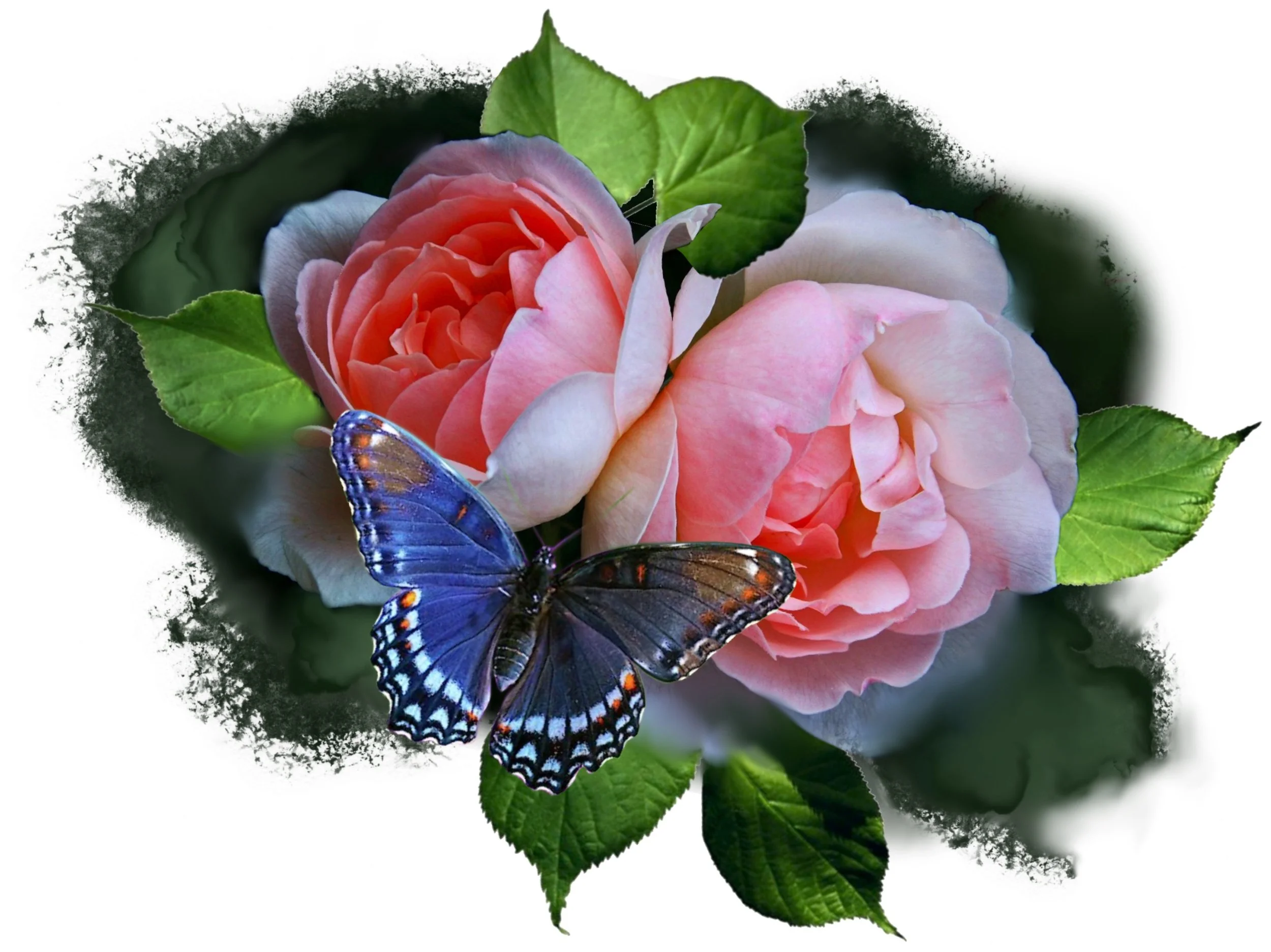 A pink flower with green leaves and a blue butterfly resting on the petals.