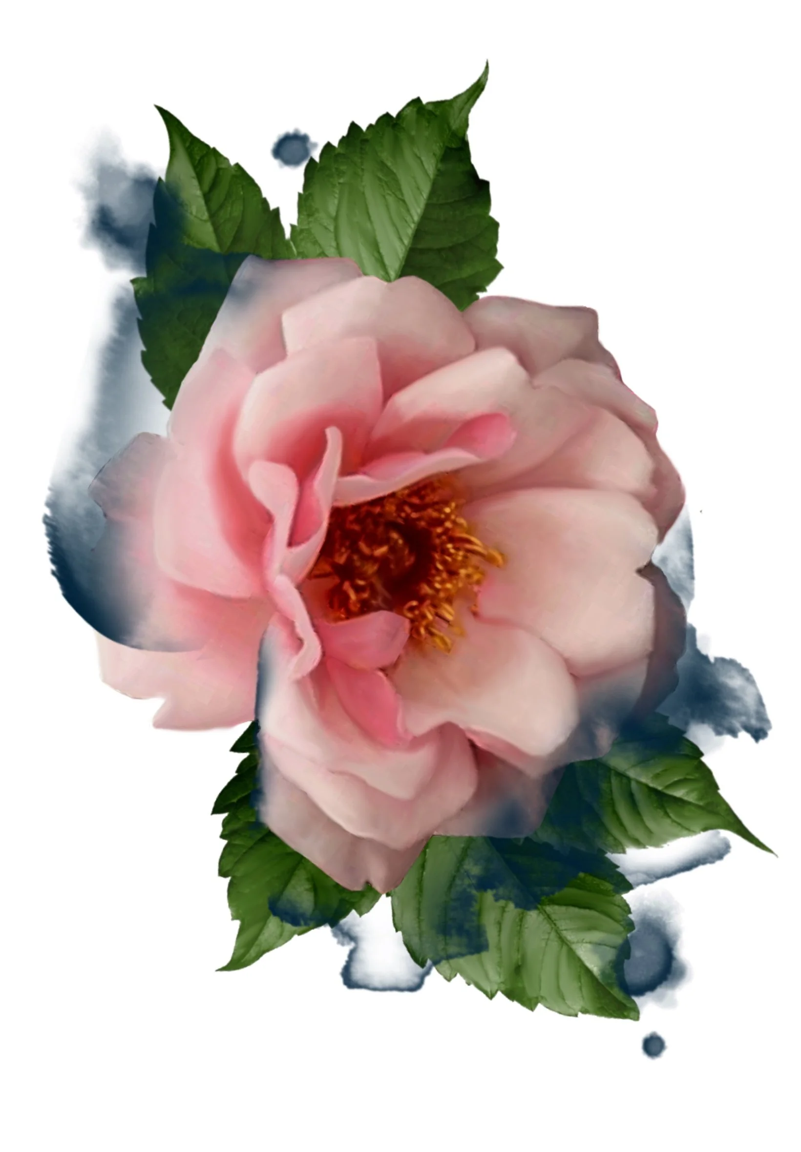 Watercolor painting of a pink rose with green leaves around it on a white background.