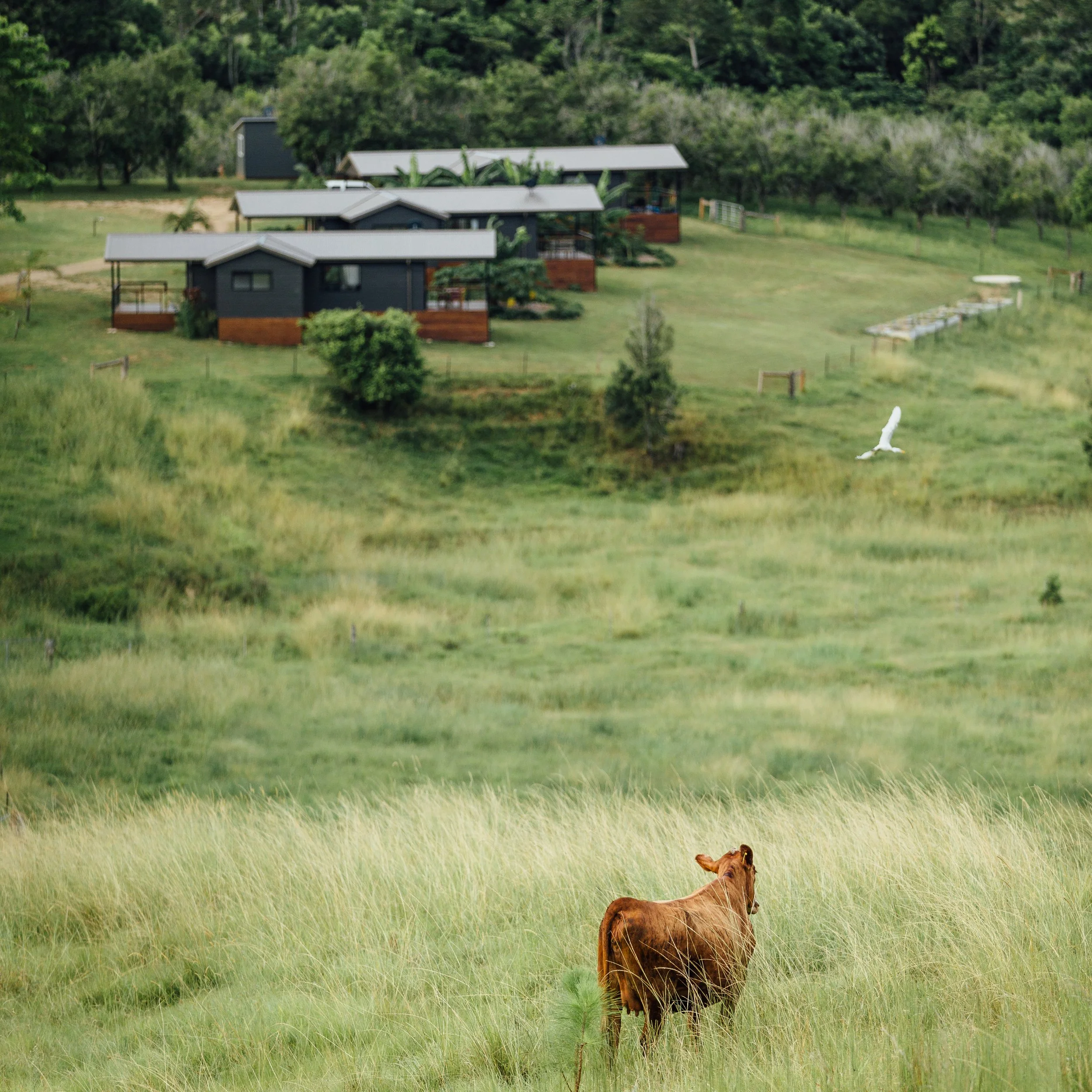 Private cabin accommodation at Held healing retreat at Wybalena Organic Farm