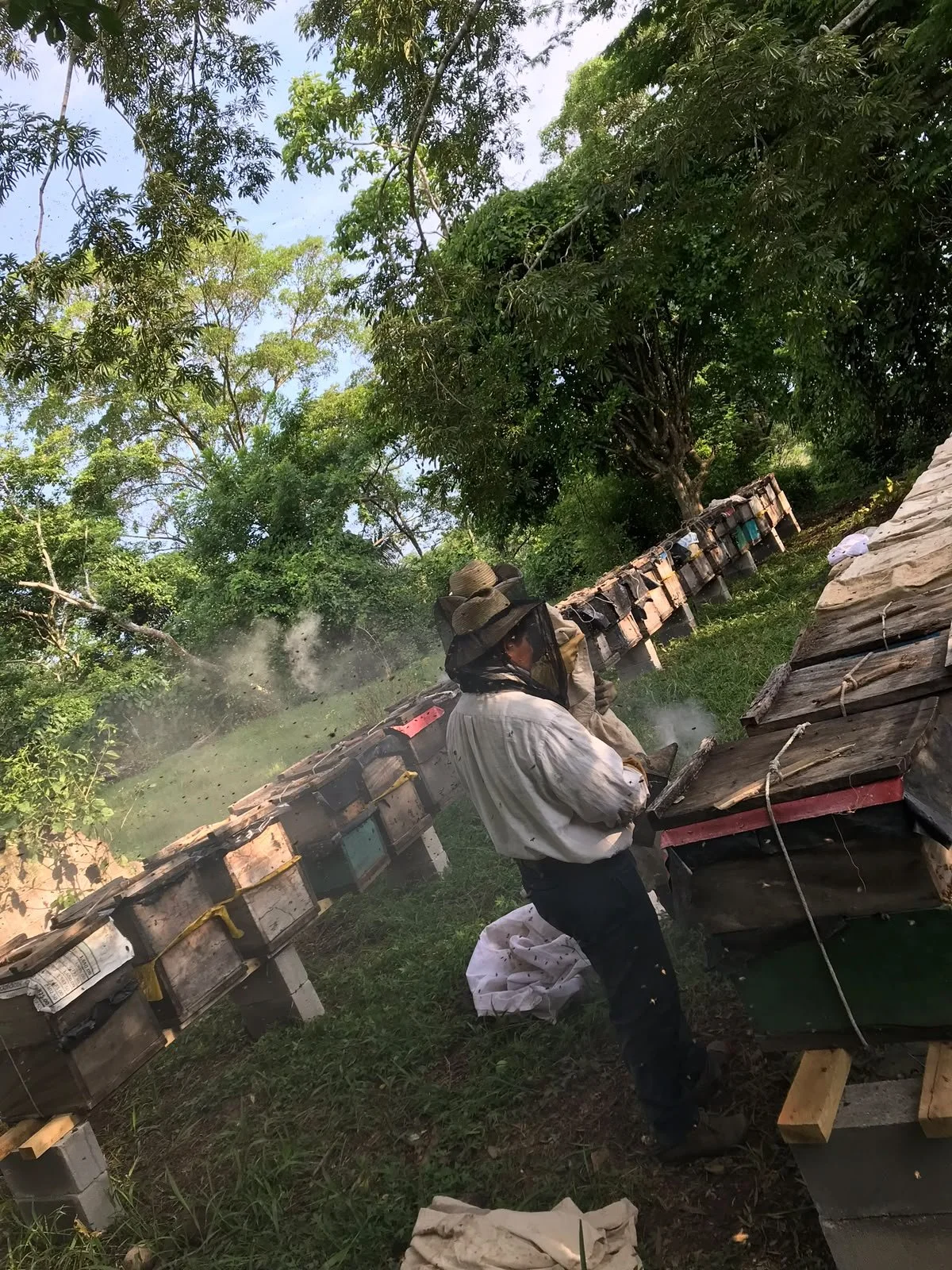 A person dressed in beekeeping protective clothing, handling beehives outdoors in a lush green environment with trees and grass.