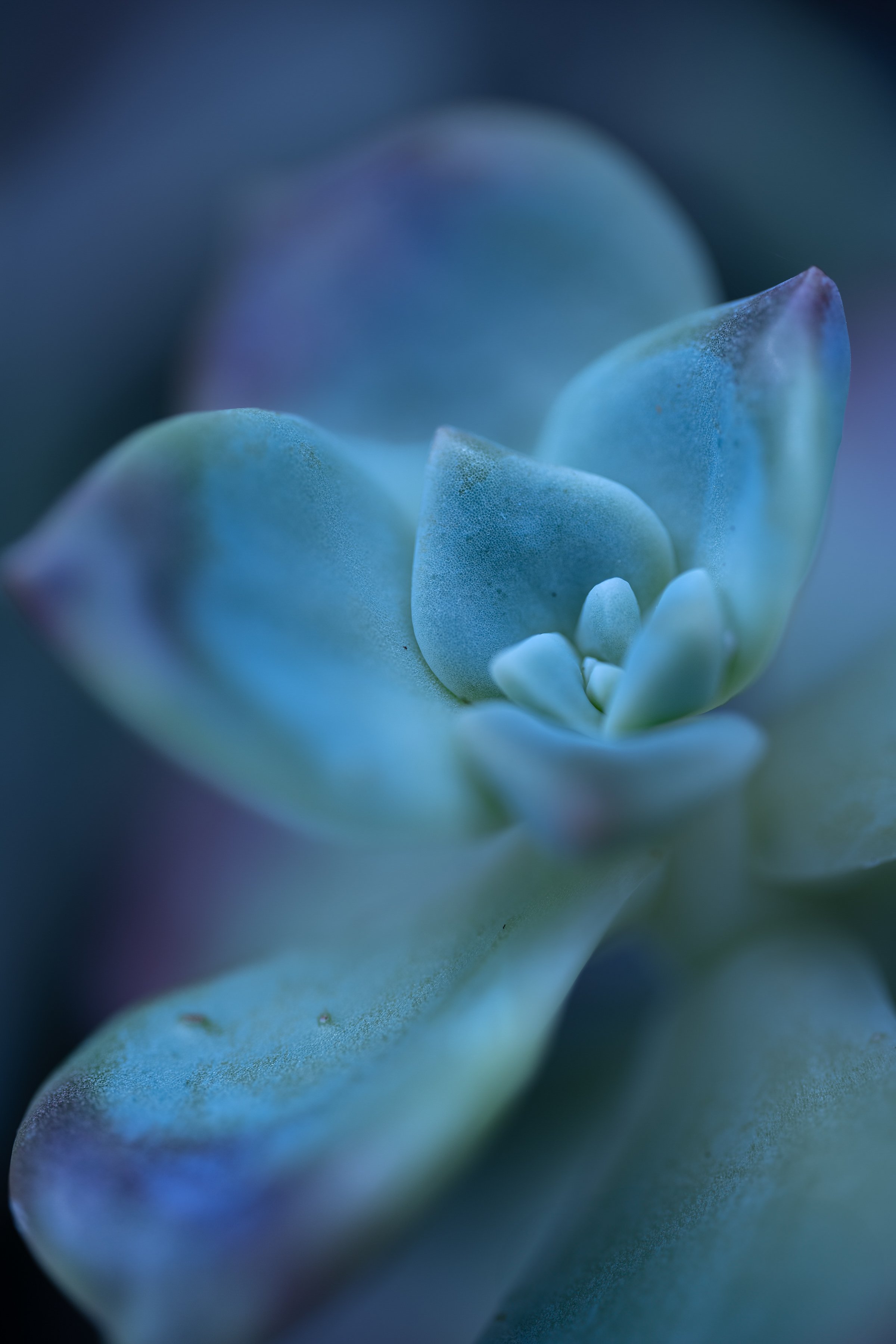 Just Jade