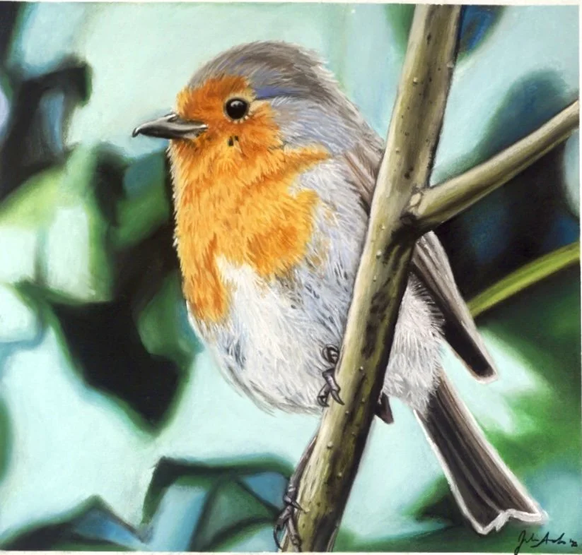 English Robin