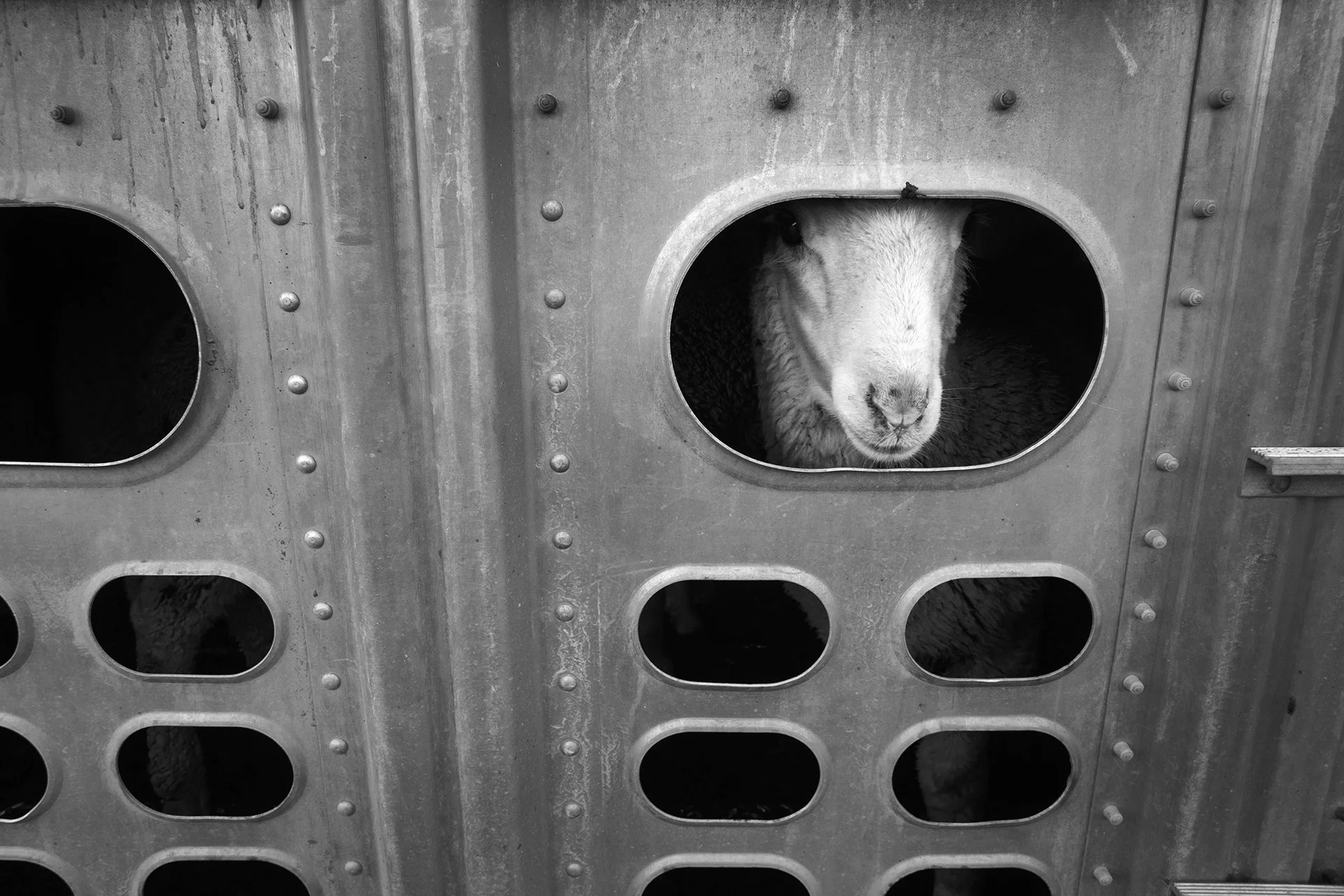 Barry Lynn Bryant "Lone Lamb"