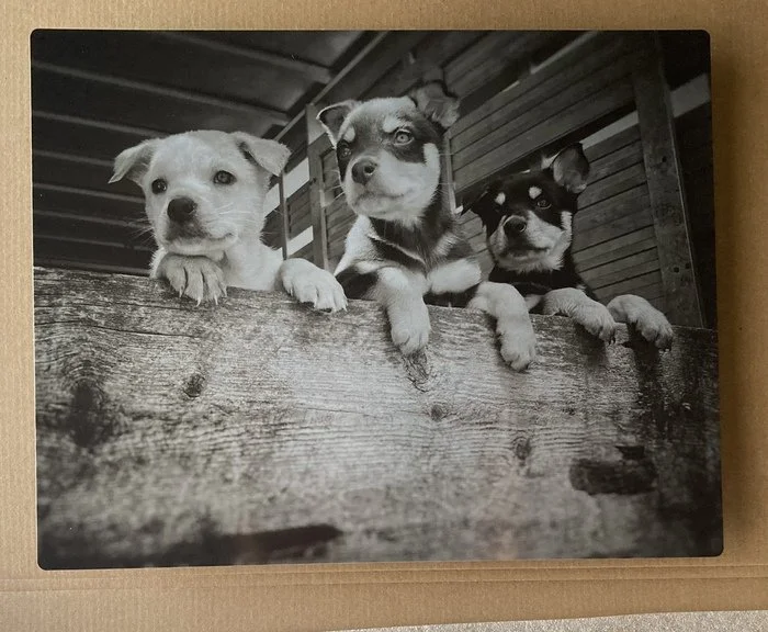 Aubry Ellis "Punchy Pups"
