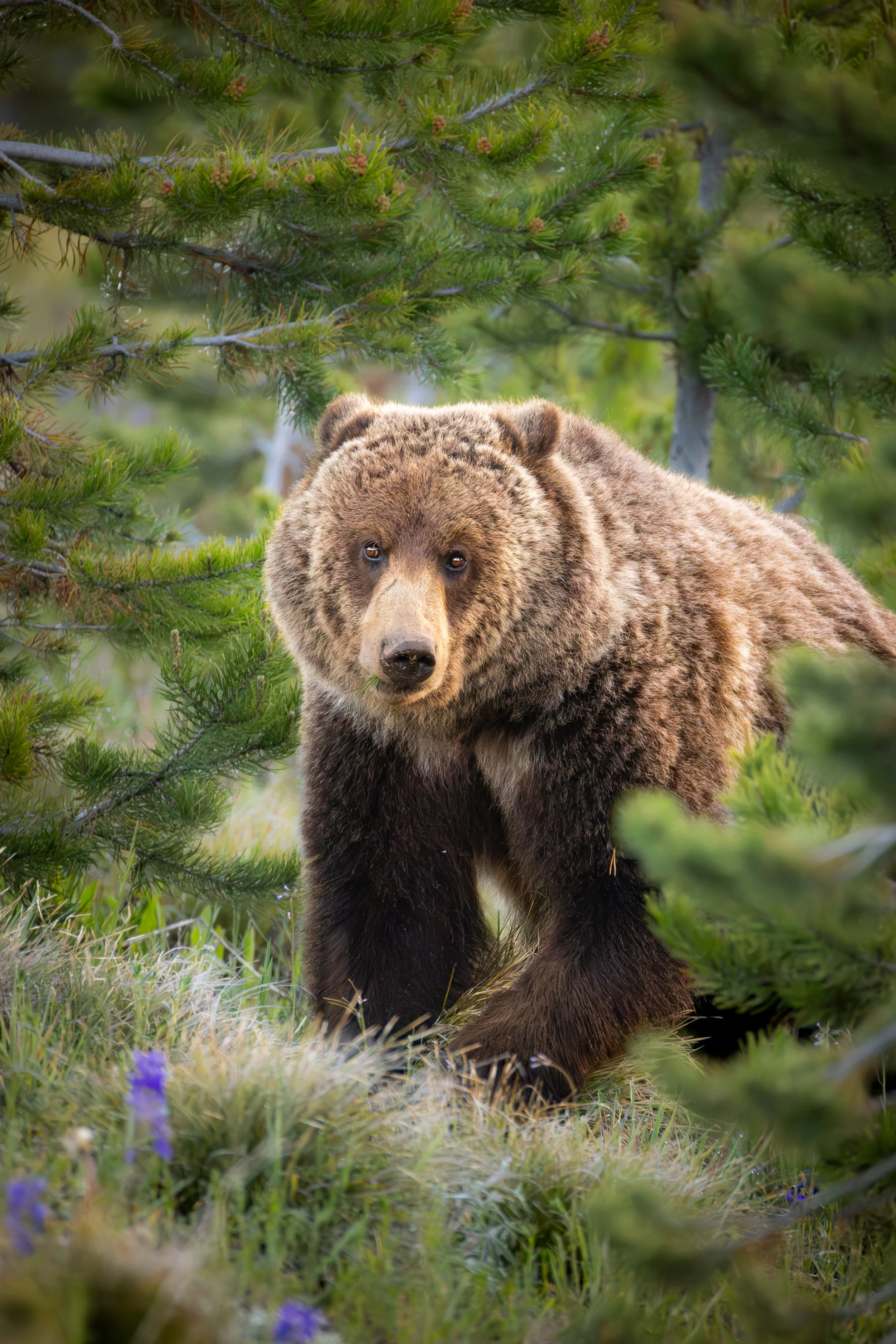 Callie Andrew "Teton Grizzly" 
