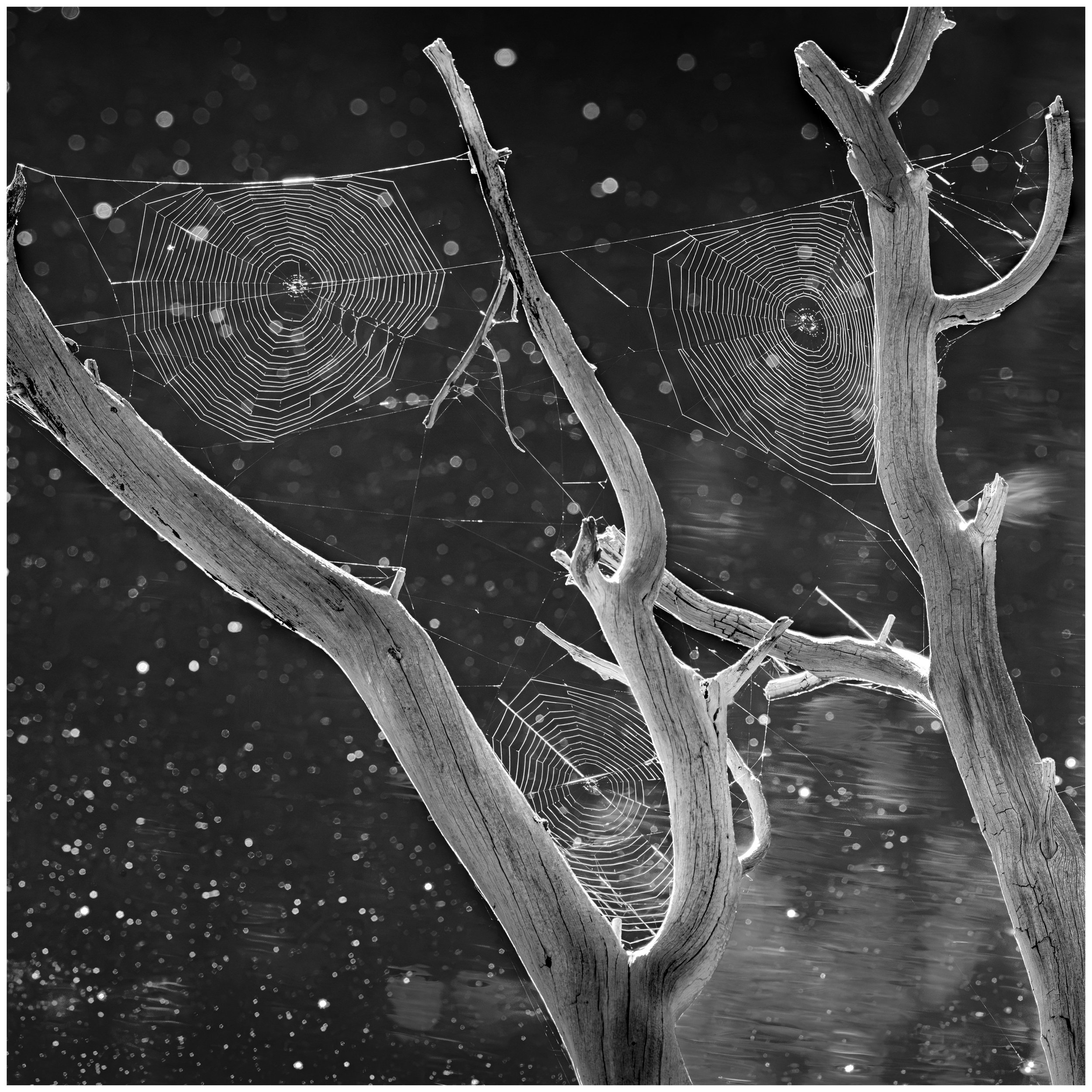 Bill Sincavage "Web of Life"