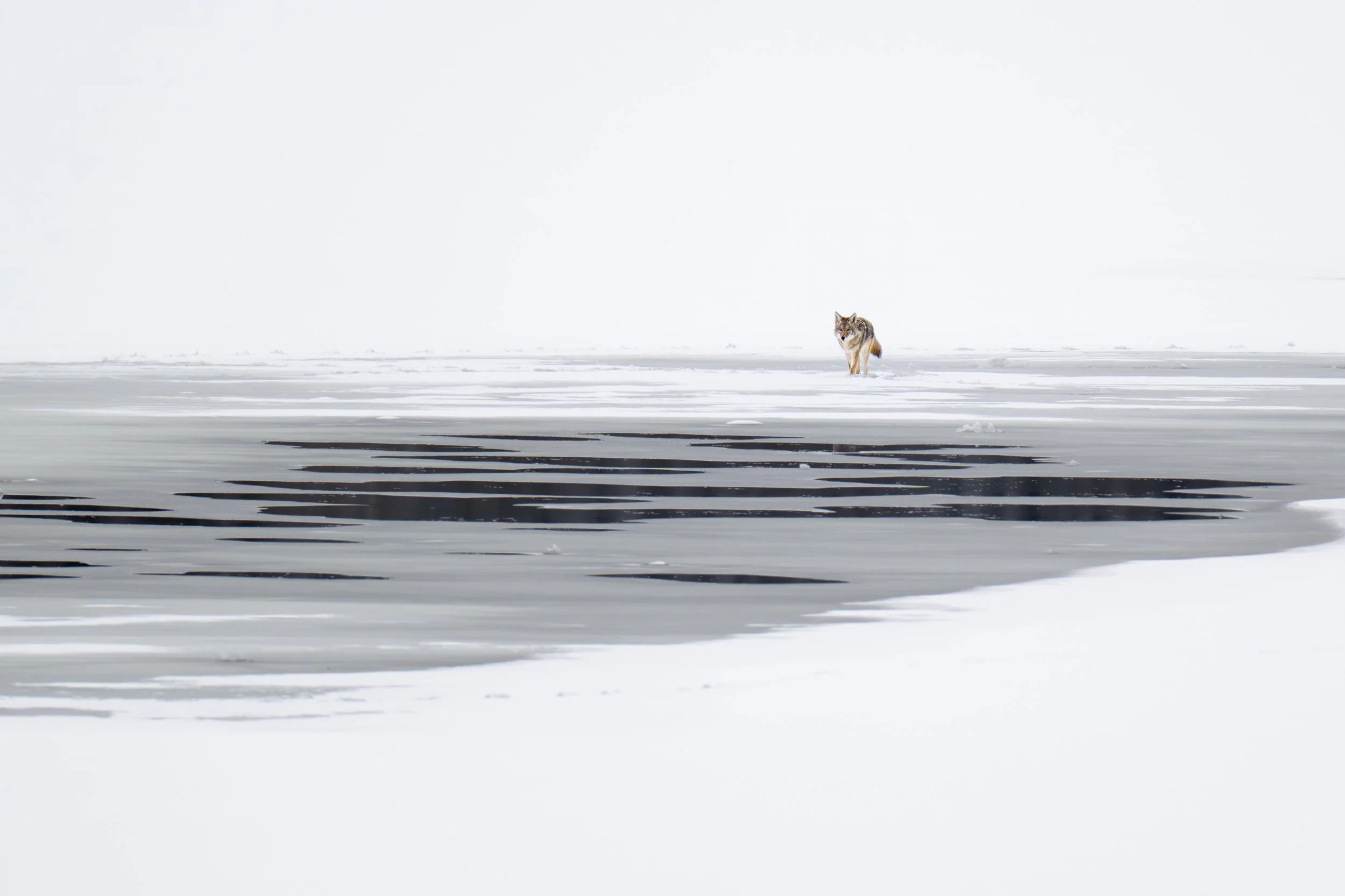 Bill Sincavage "Yote on Ice"