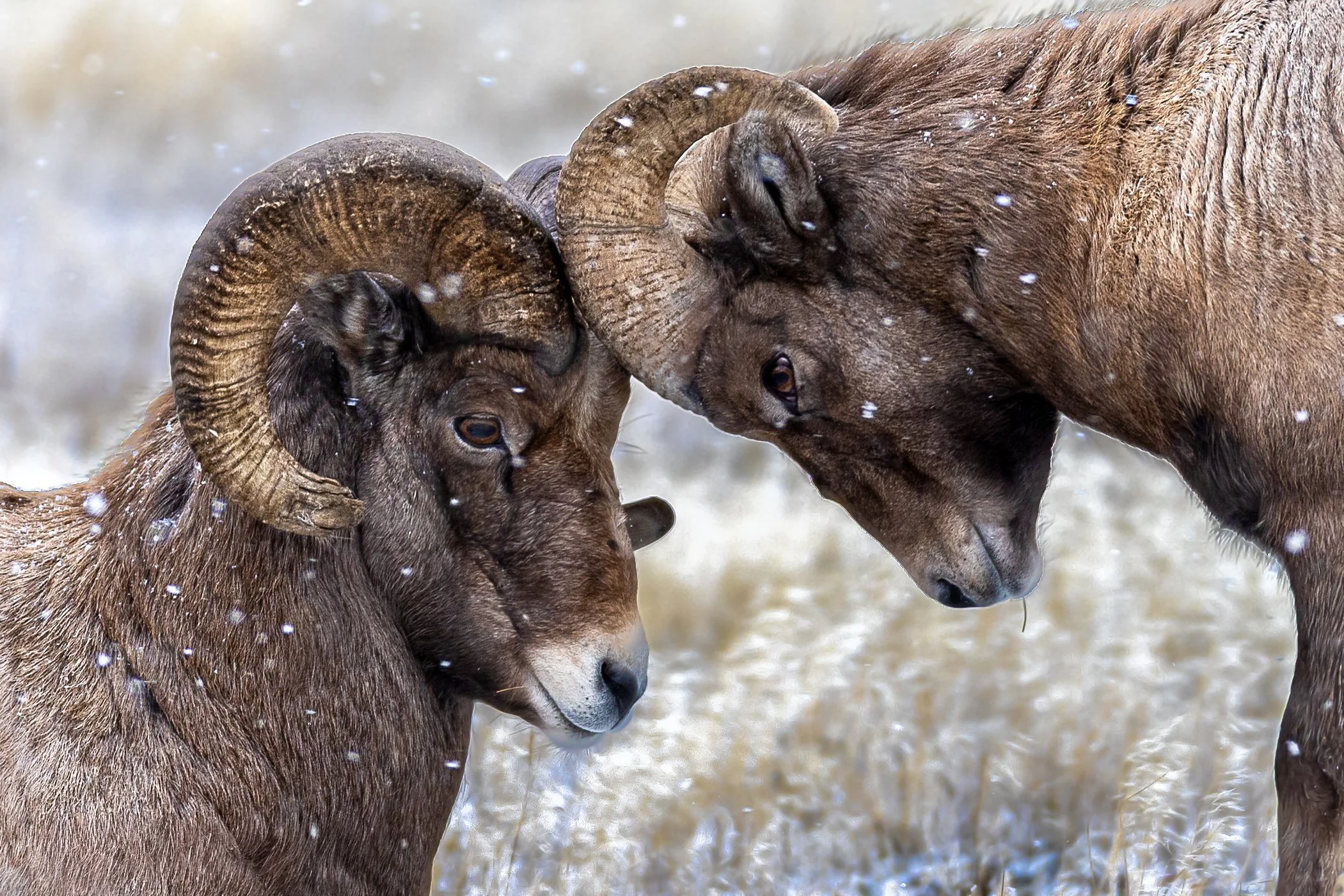 Amy Booth "Rams Battling" 