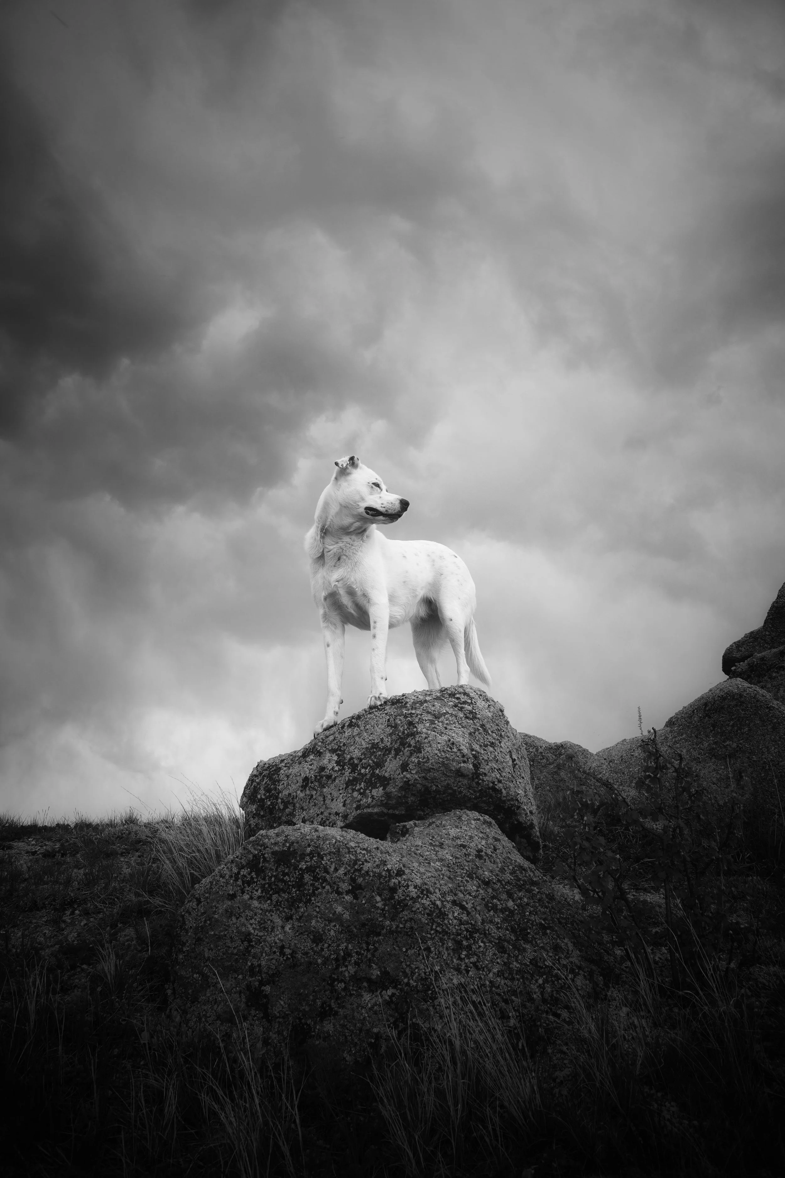 Cerrina Smith "Sentinel of the Clouds"