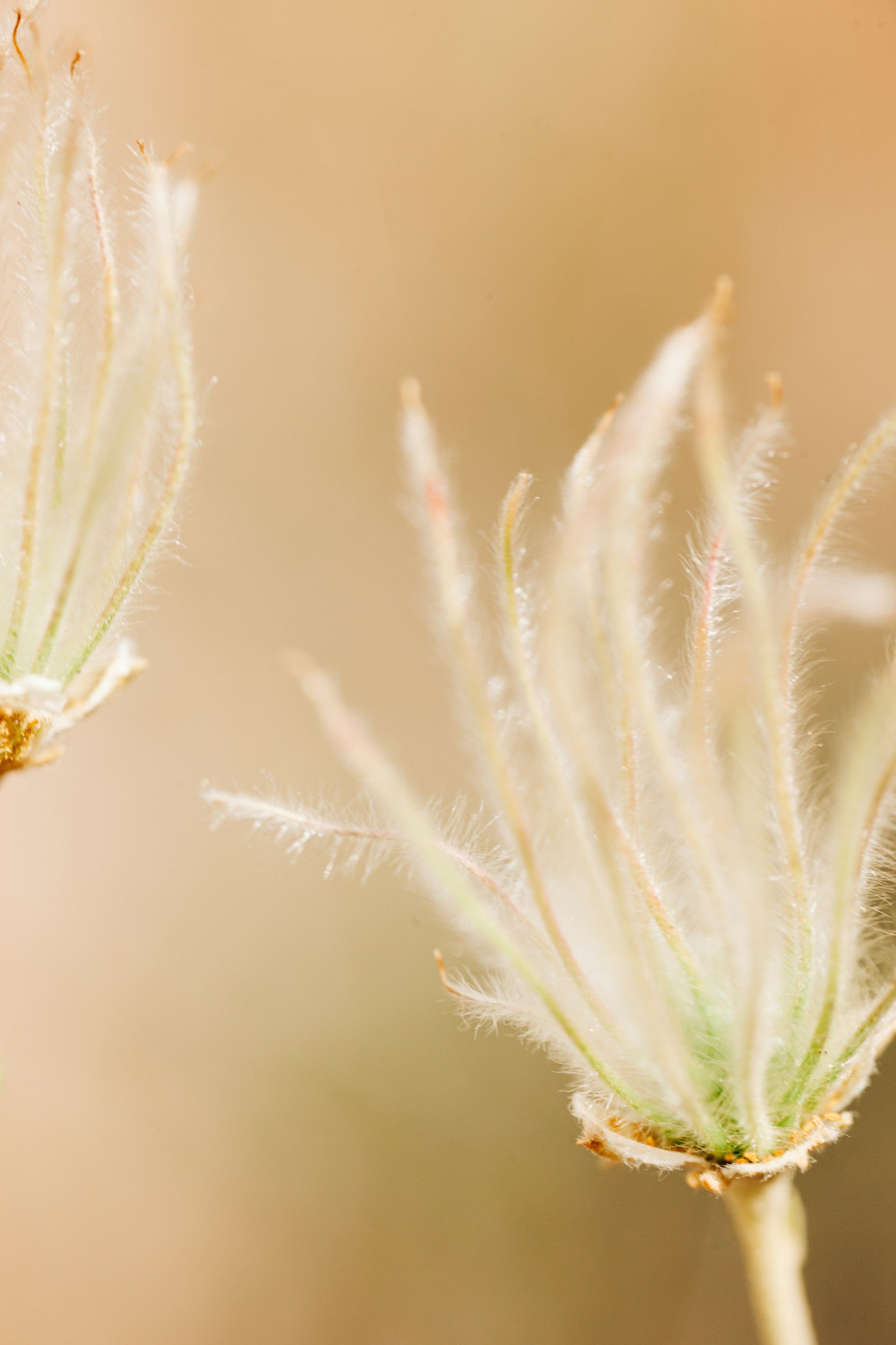 Close-up view of a delicate plant structure with fine, fuzzy hairs on the stems and seed-like parts, against a soft, neutral background.