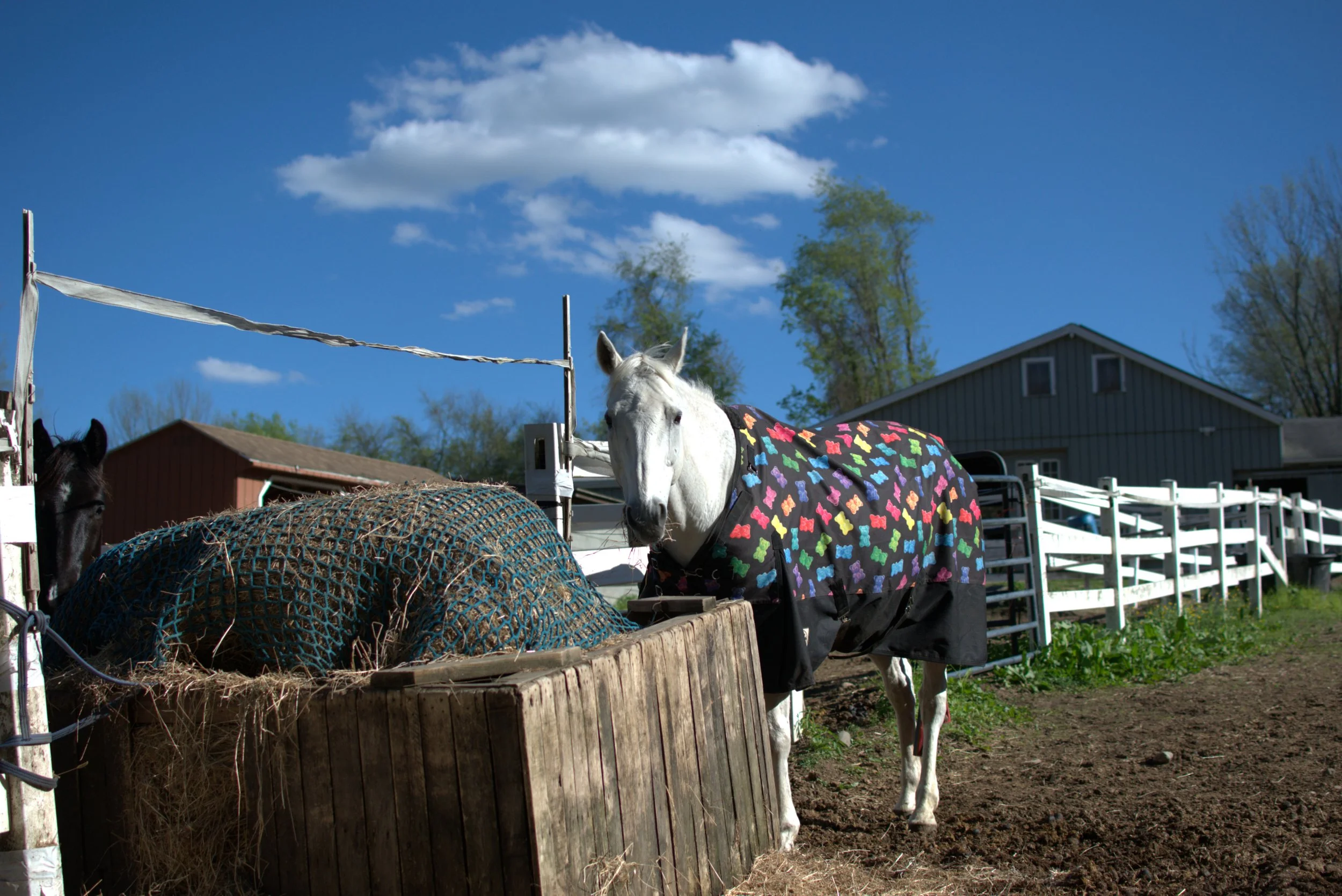 A grey horse wearing a colorful blanket stands near a wooden fence on a farm, with a barn and trees in the background under a blue sky with some clouds.