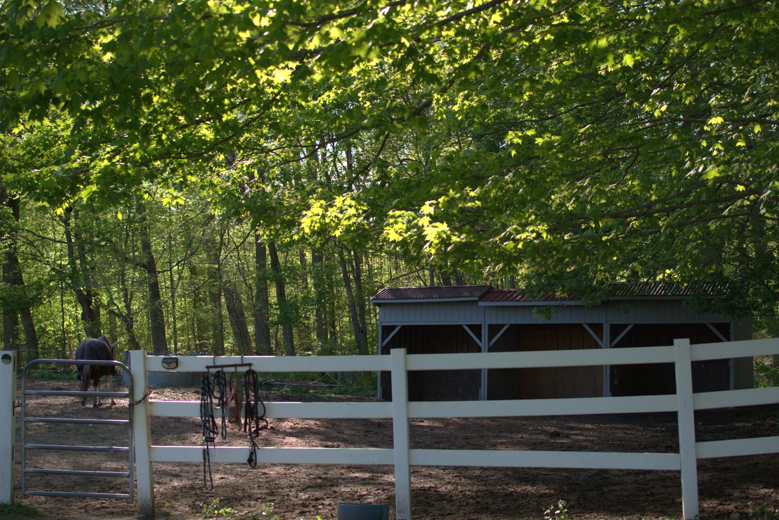 A horse in a paddock with a white fence, trees, and a small building with a red roof in the background.