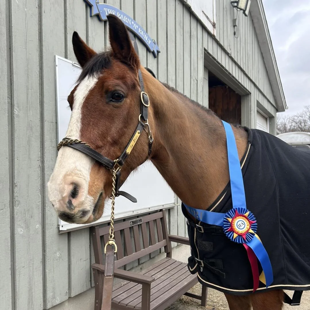 A brown horse with a white stripe on its face wearing a black blanket and a blue ribbon rosette, standing in front of a gray wooden building with a sign.