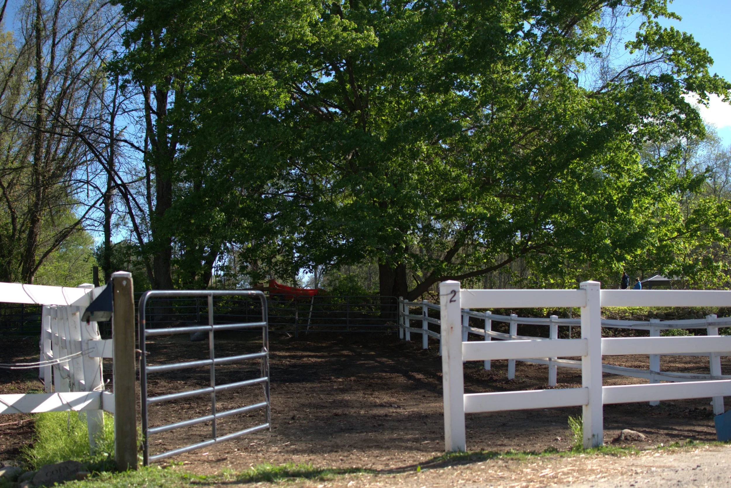 A sunny outdoor scene with a large green leafy tree and a white fenced area, possibly a horse or pet enclosure, with metal gates and a dirt ground.