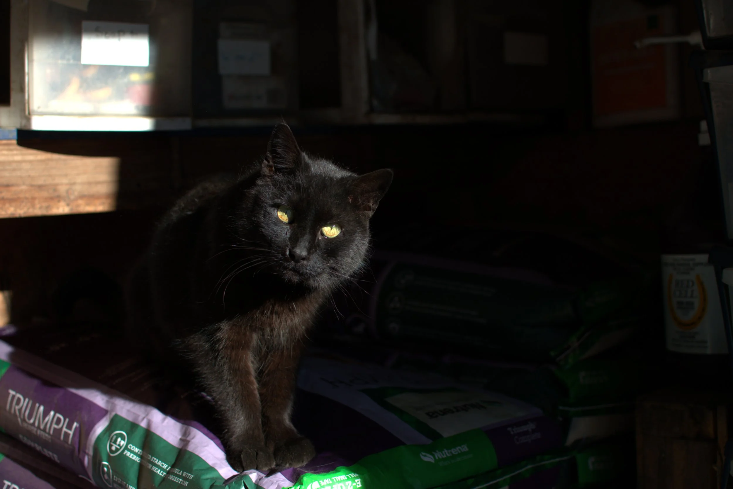 A black cat with yellow-green eyes sitting among bags and boxes in a dimly lit room.