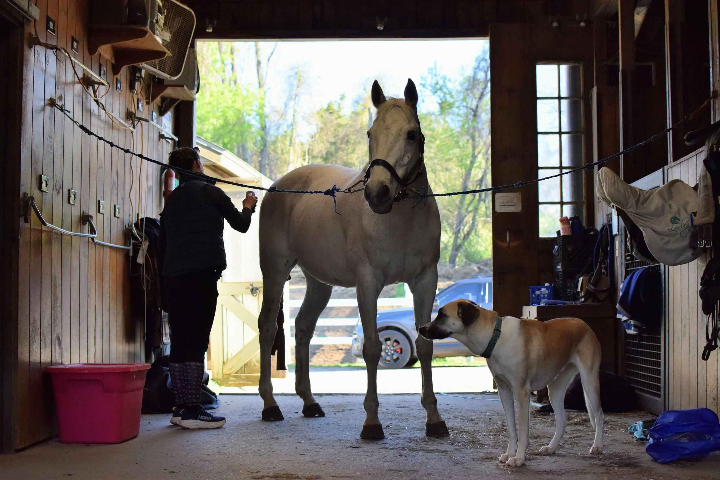 Person grooming a grey horse inside a wooden stable with dogs nearby and trees outside.
