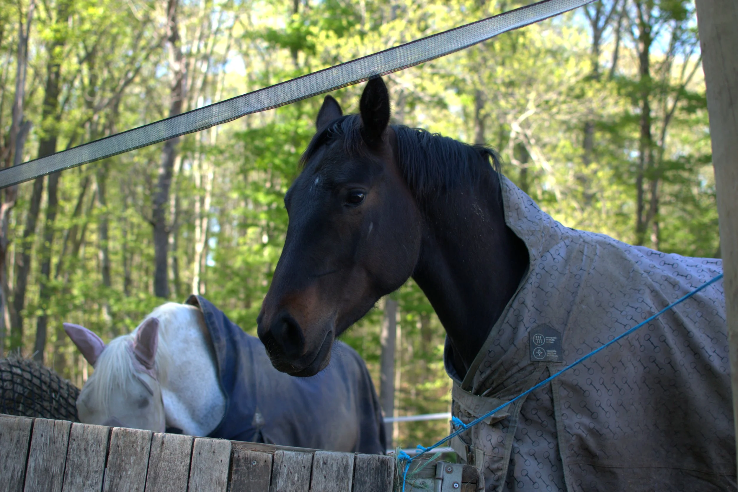 A black horse with a white star on its face wearing a patterned blanket, standing near a grey horse with pink ears inside a wooden enclosure in a forested area.