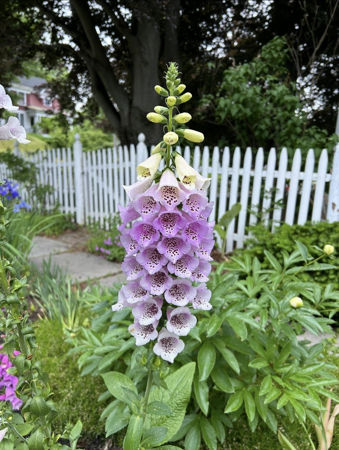 foxglove.jpg
