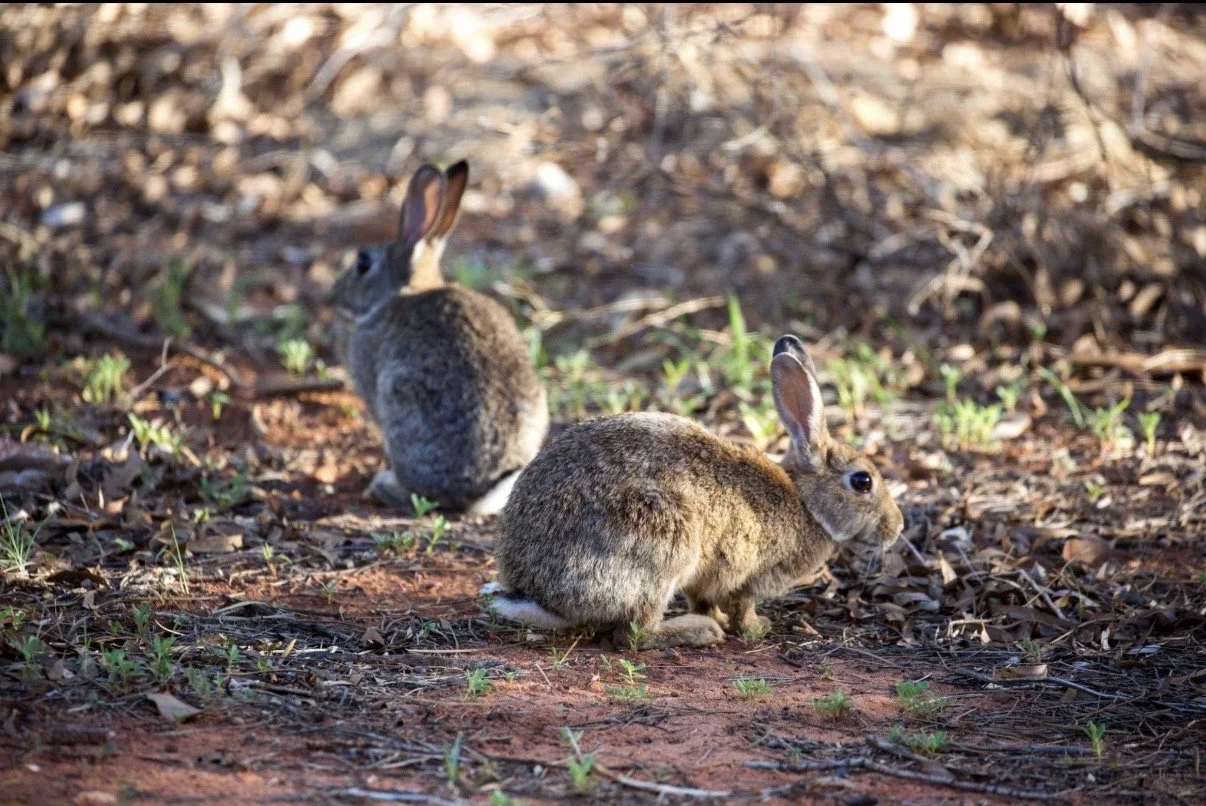 Two wild rabbits on a dirt ground among dried leaves and small green plants.