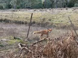 Fox in rural NSW farmland – pest animal control