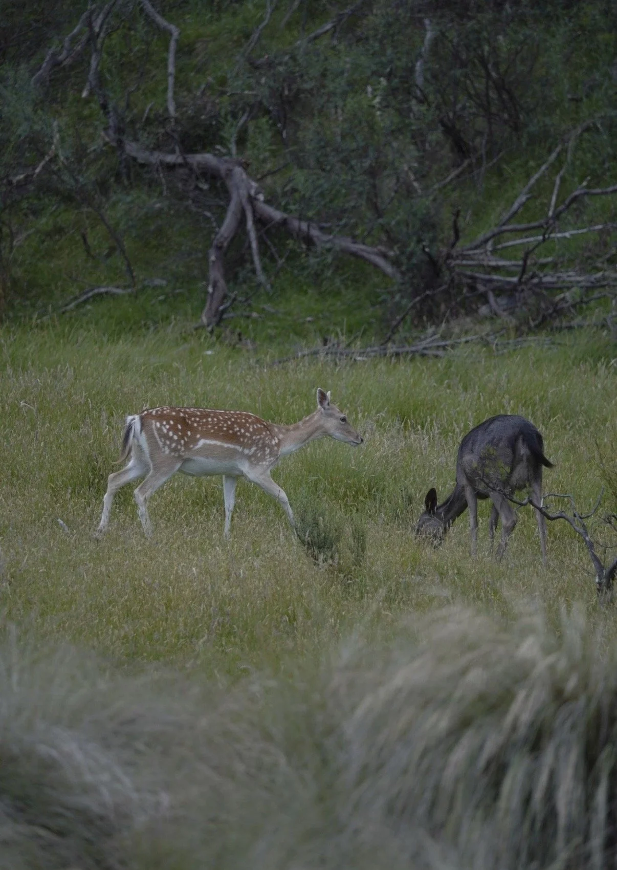 Two baby deer grazing in a green field with trees in the background.