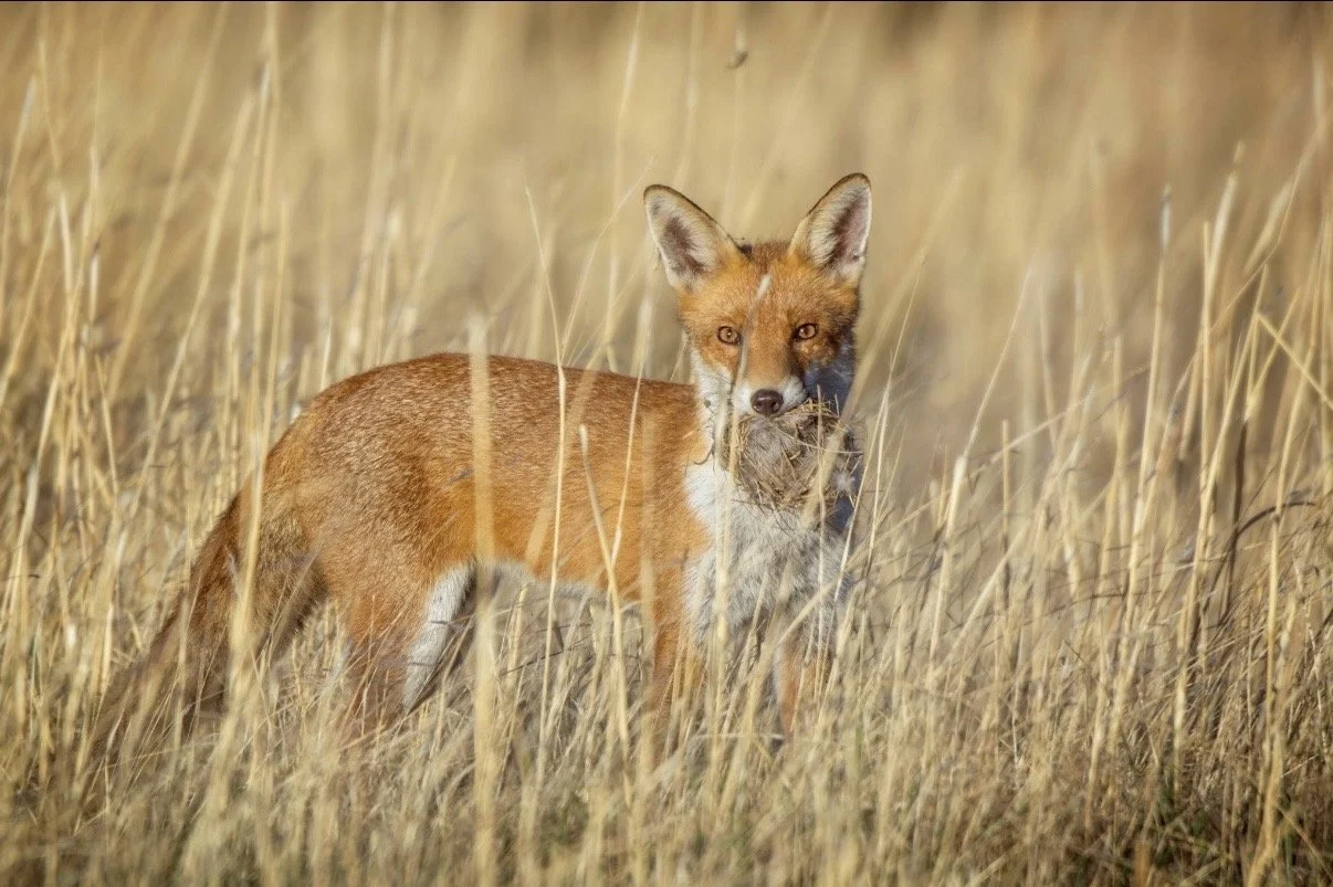 A red fox standing in tall golden grass holding a small animal in its mouth.