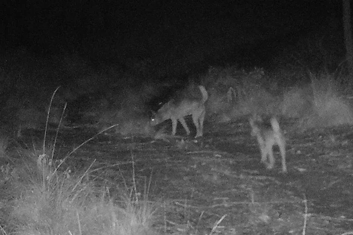 Two wolves walking through a grassy field at night.