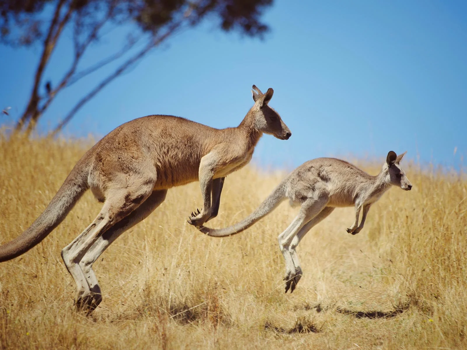 Kangaroos in field – pest control NSW
