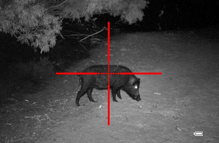A bear is seen through a night vision or infrared camera with a crosshair overlay, standing on a dirt ground near some trees.