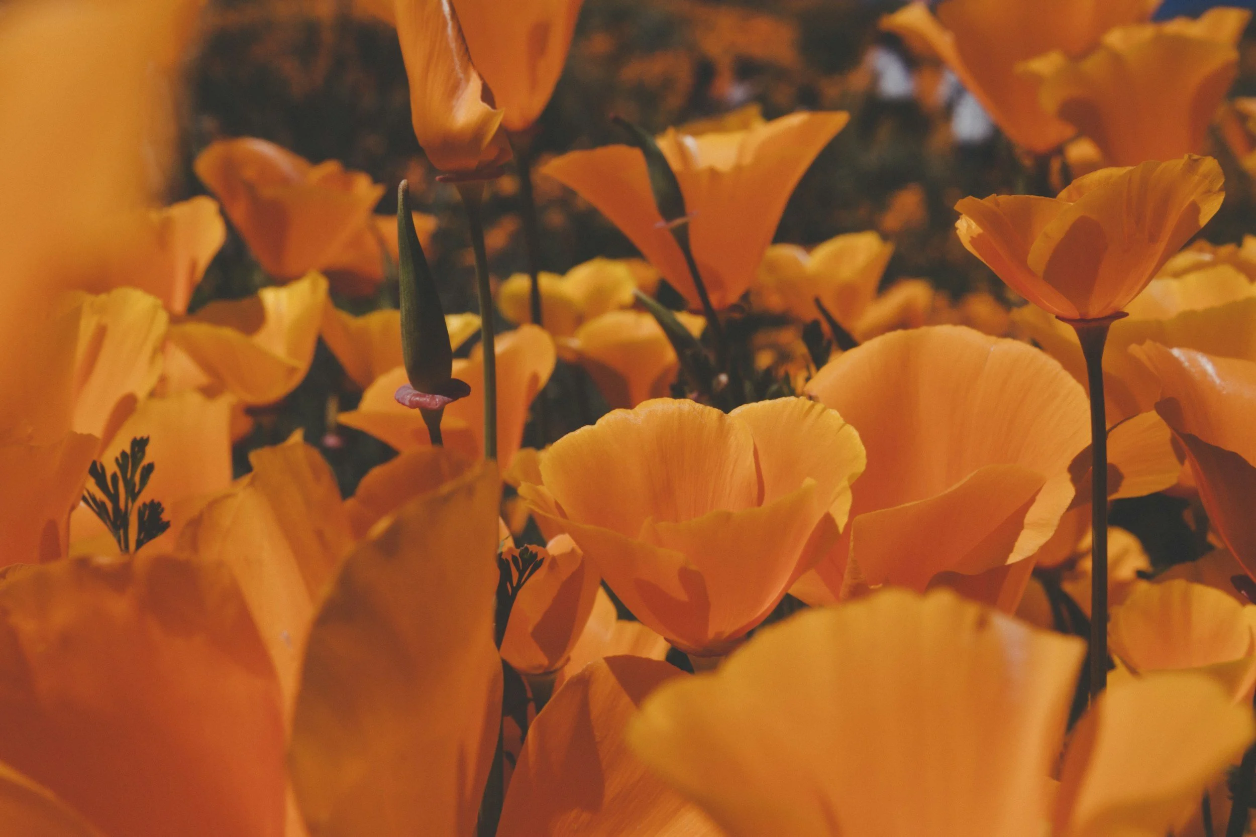 Close-up of numerous orange California poppy flowers in bloom, with a few green stems and dark centers visible.