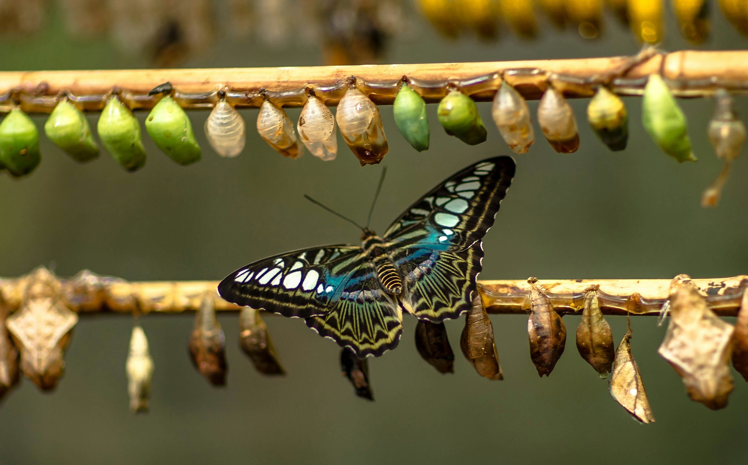 Close-up of butterfly pupae hanging on a branch with a butterfly emerging from one of them.