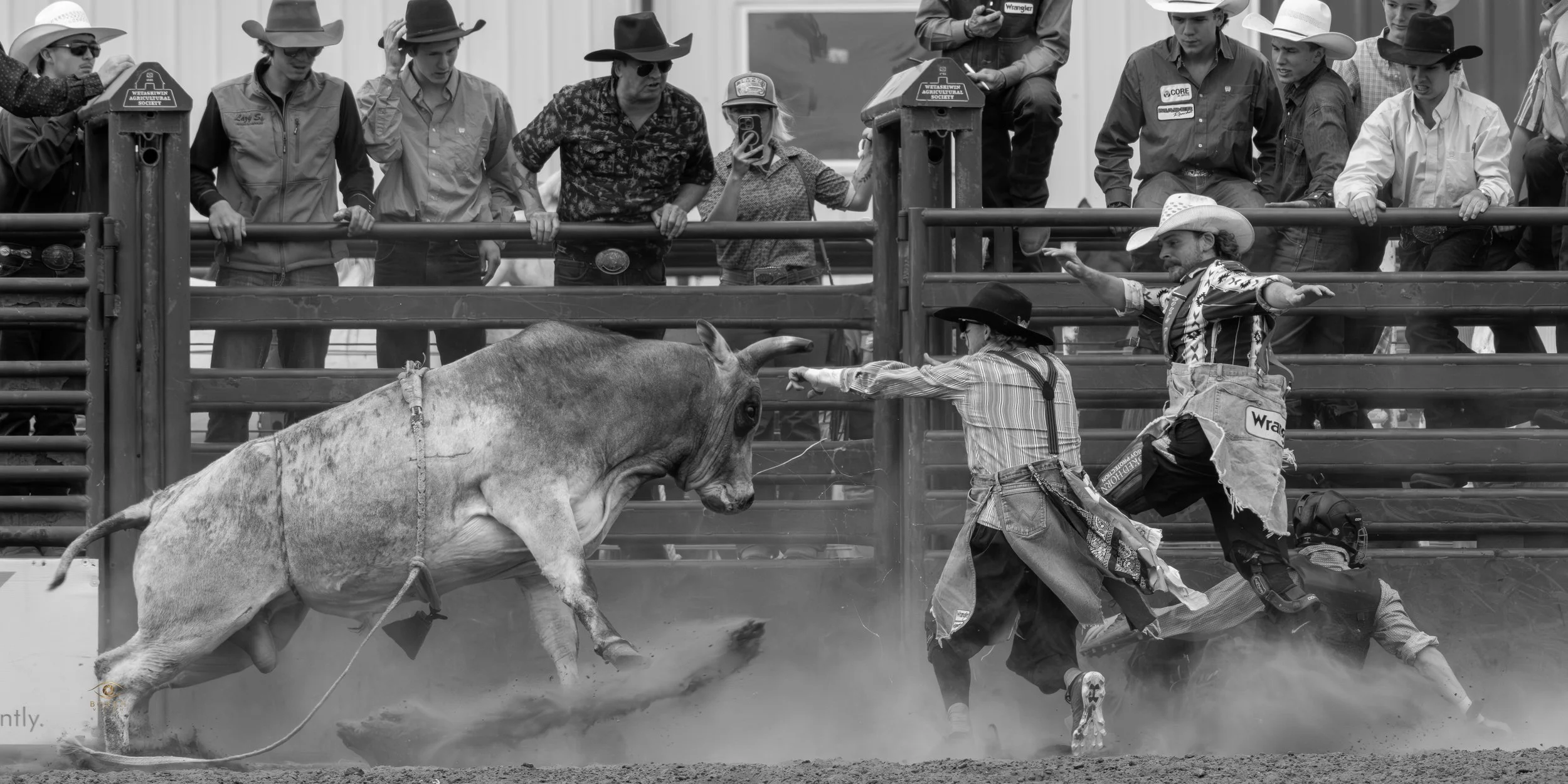 A cow escapes from a rodeo ring as cowboys and spectators watch. The cow is mid-run, and two cowboys are seen chasing or trying to control it while on the ground. Spectators in cowboy hats and western attire observe from behind the fence.