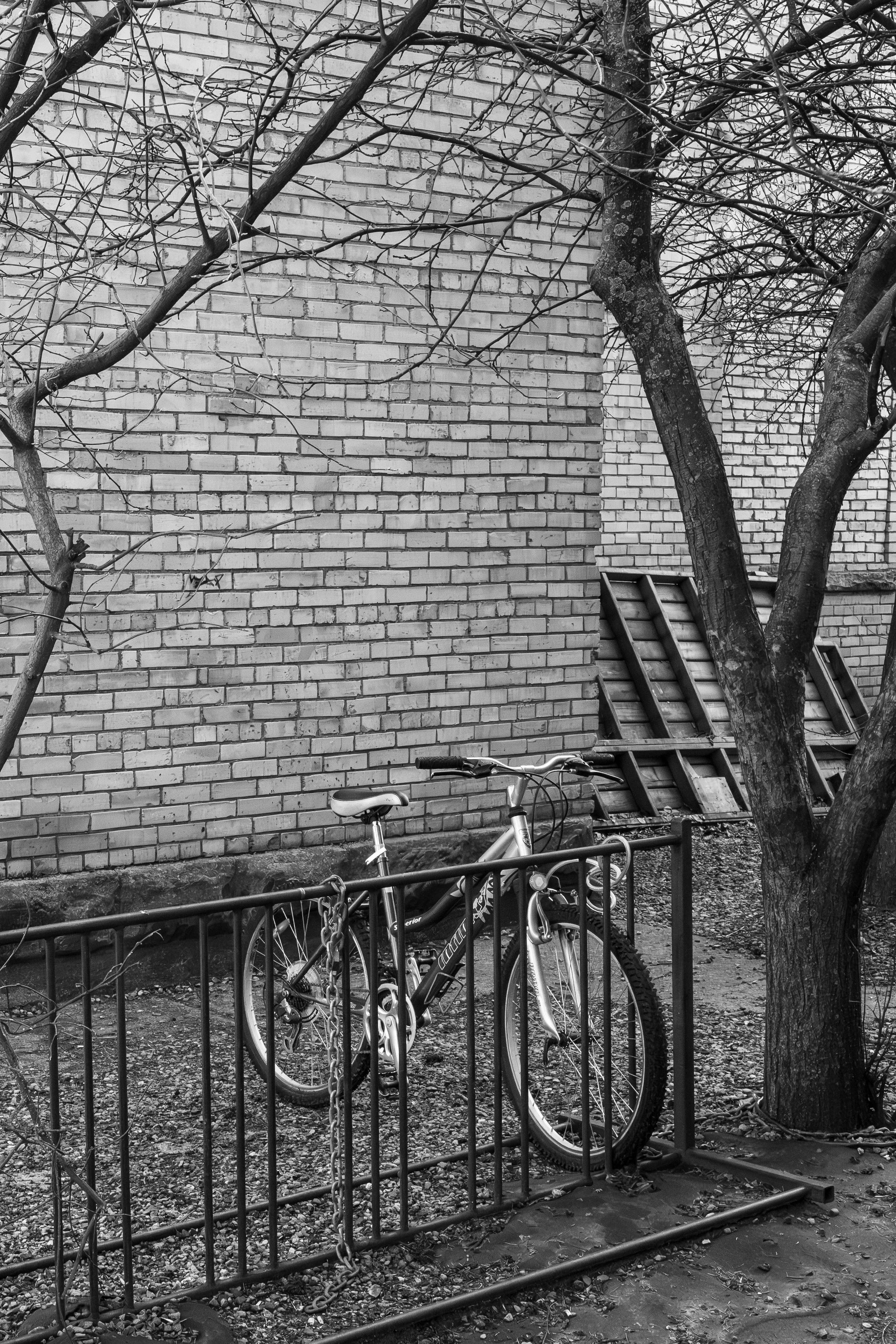 Black and white photo of a brick wall in the background, with two leafless trees, a bicycle, and a metal fence in front. There are also two ladders resting against the wall.