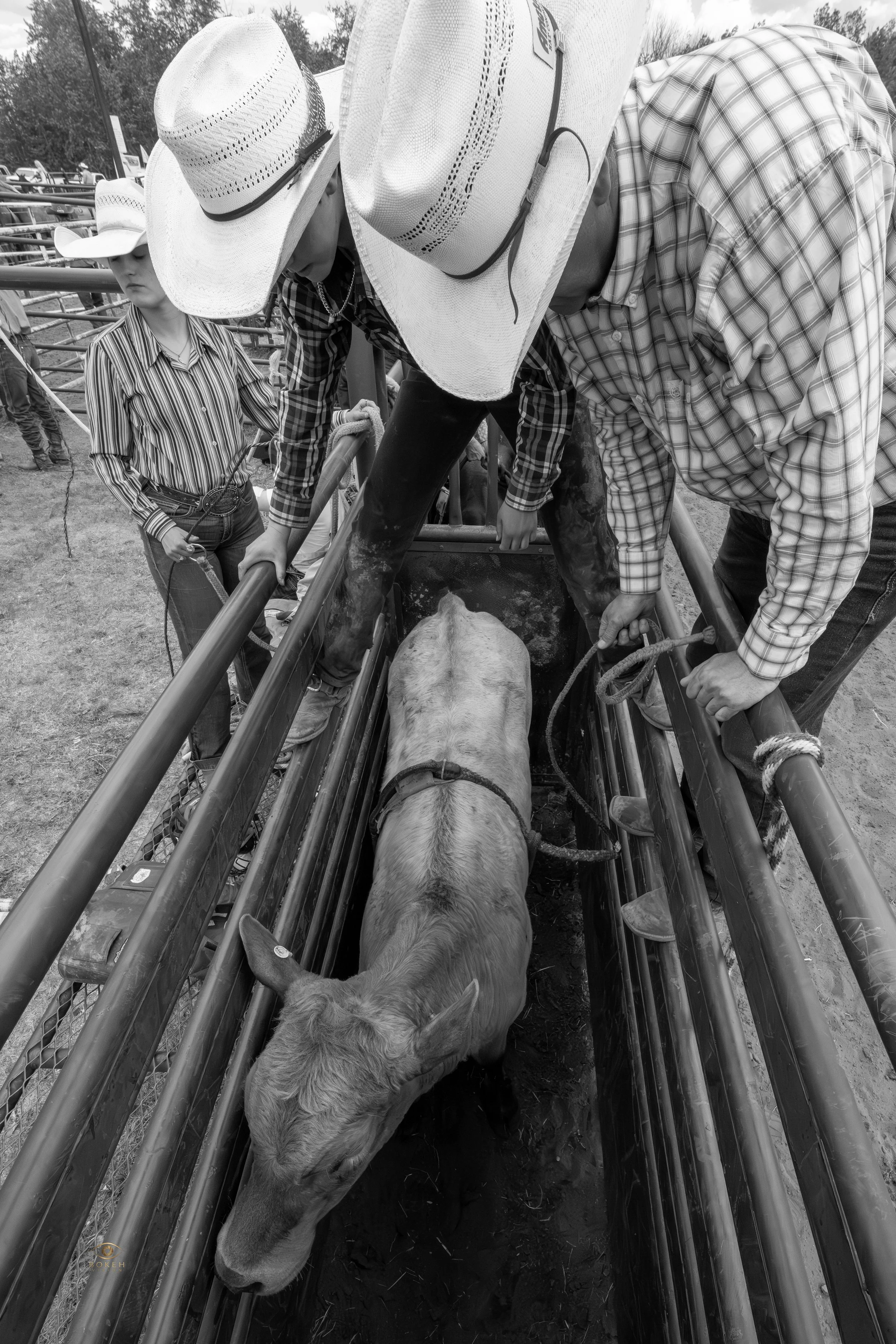 Several people, wearing cowboy hats and plaid shirts, are working together to herd cattle through a metal chute at an outdoor fair or rodeo.