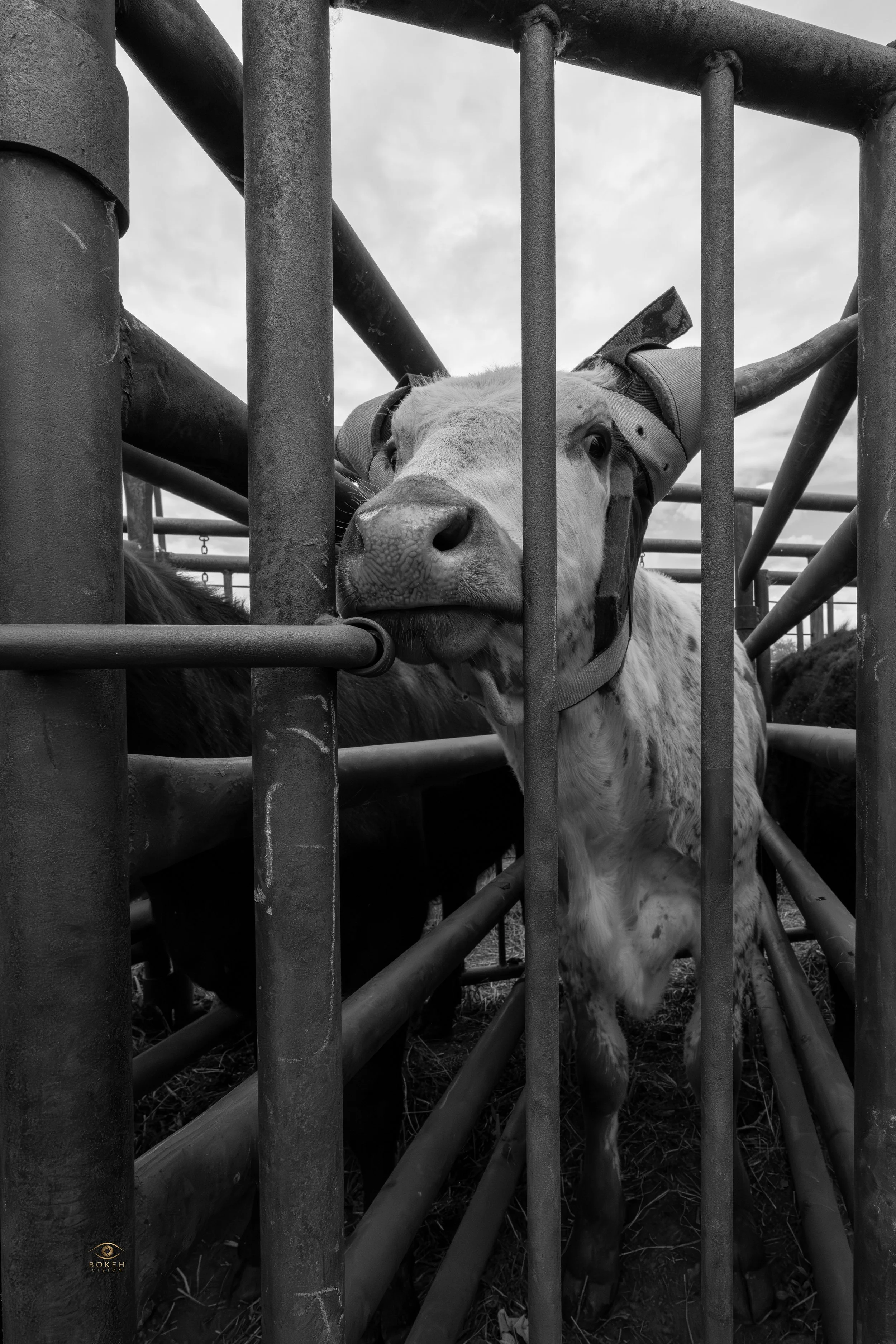 A white calf with a halter behind a metal fence in a farm or zoo setting.