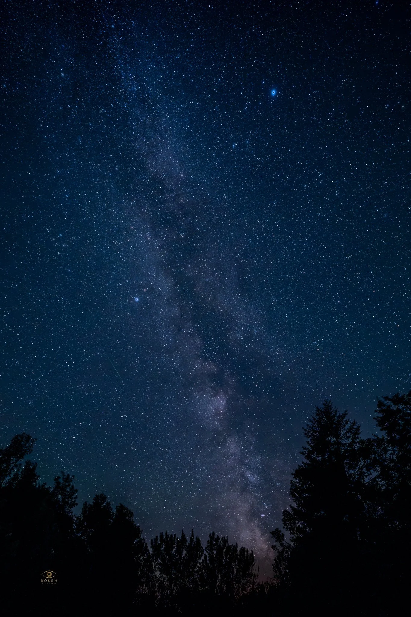 Night sky filled with stars, visible astronomy, and silhouettes of trees in the foreground.