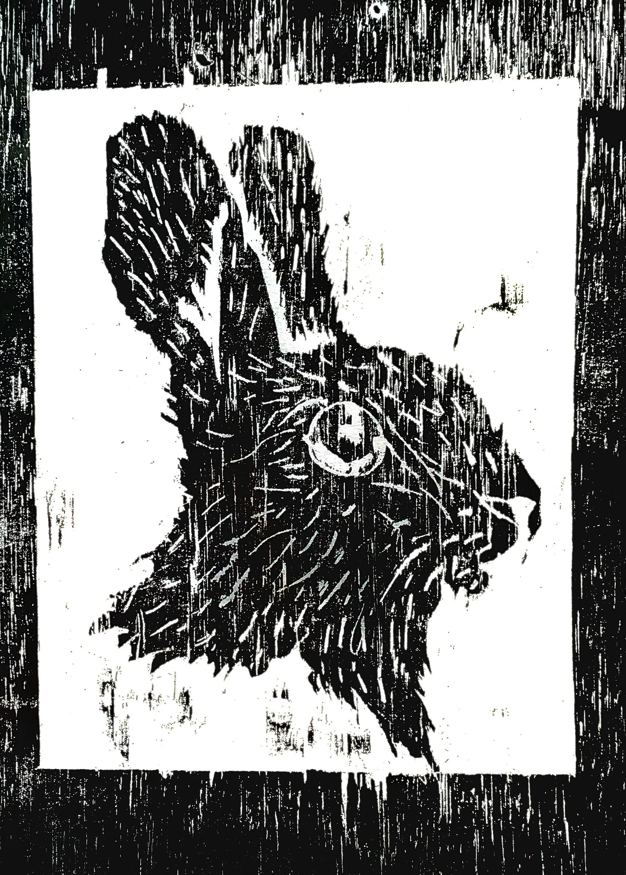 MALCOM RABBIT PRINT