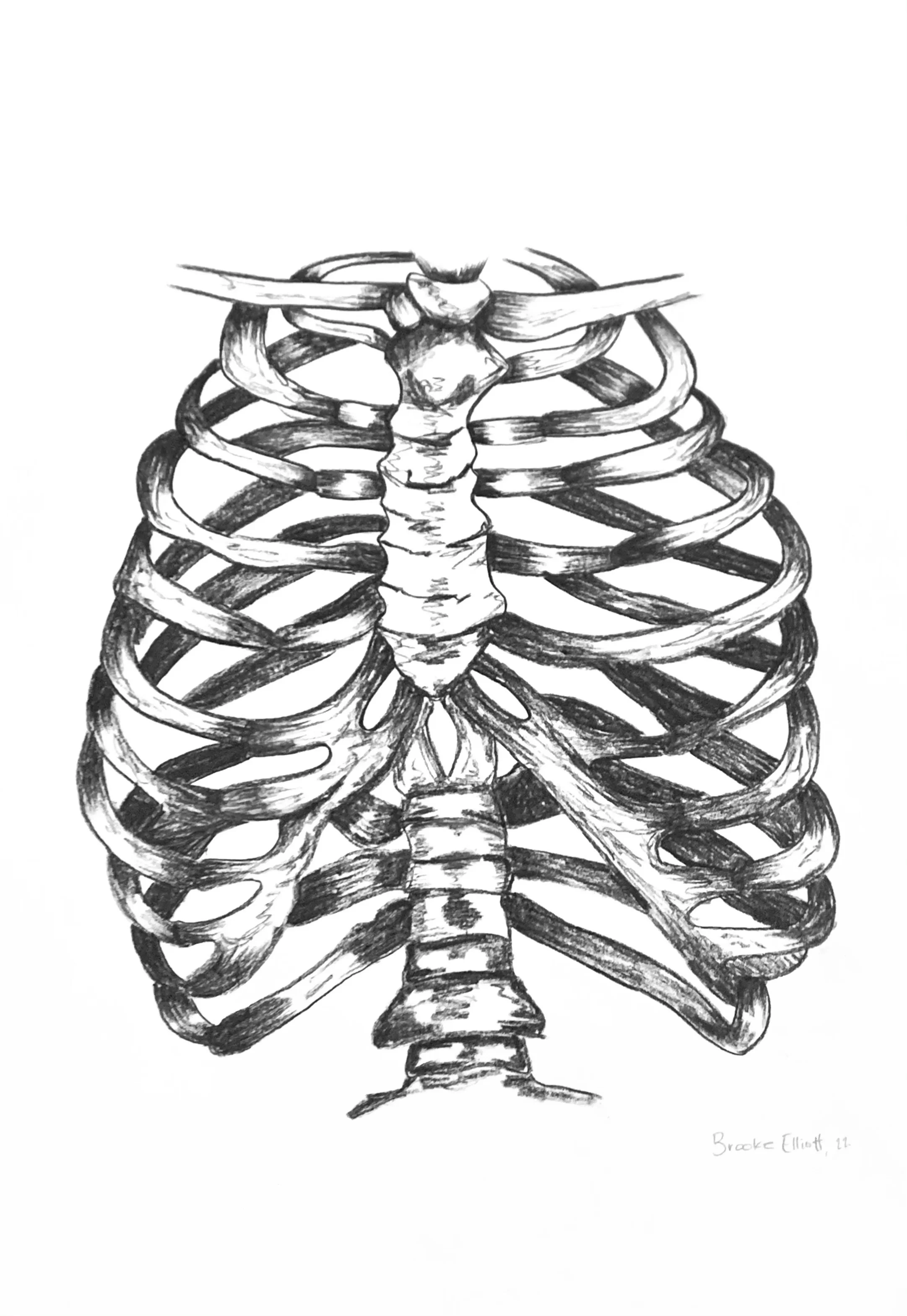 Ribcage, 2022