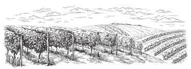A black and white sketch of a vineyard with grapevines supported by trellises, set against a background of rolling hills and fields.