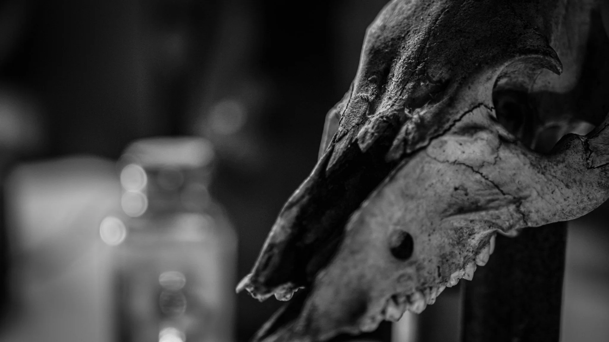 FRACTURED FILMMAKERS UPDATED-11.jpg