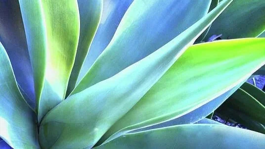 Close-up of green succulent leaves.