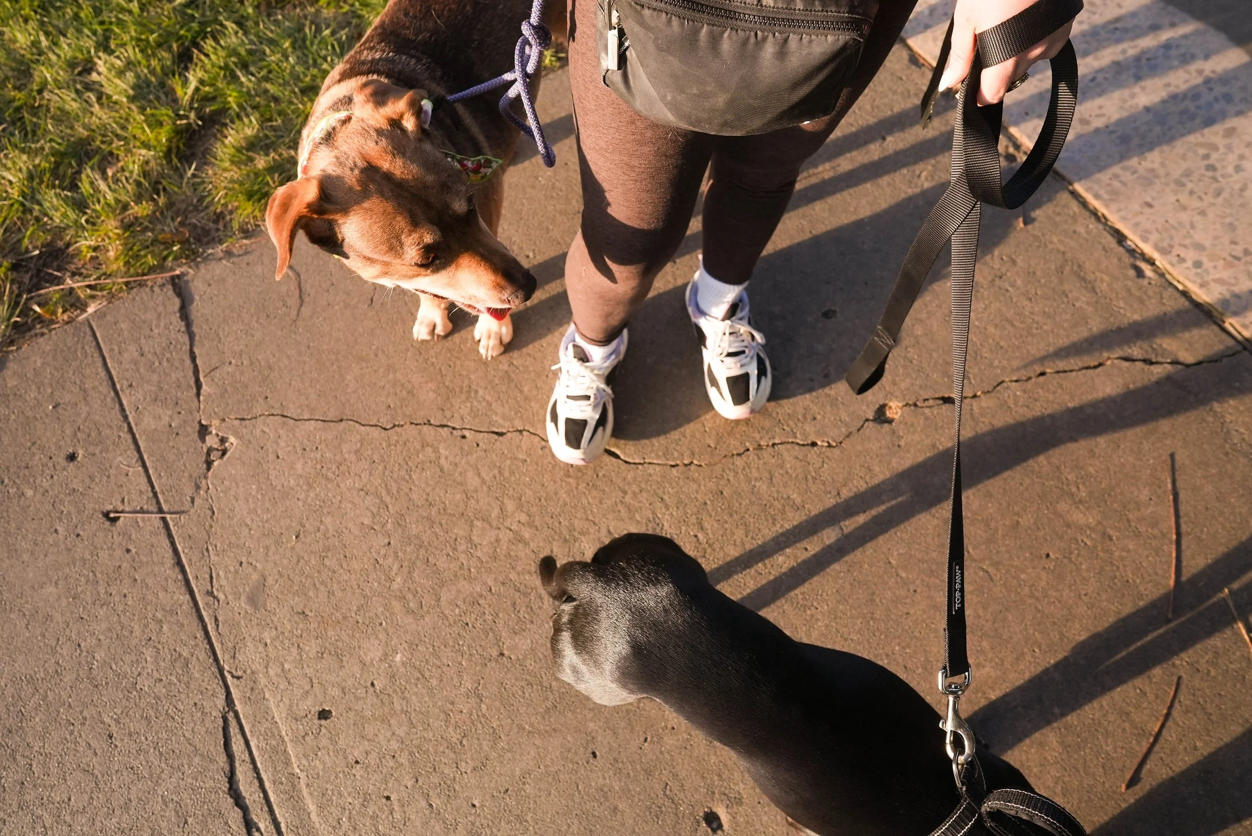 Close-up view from above of a person walking two dogs on a cracked sidewalk during sunset, with one dog visible and the person wearing athletic shoes, leggings, and a black backpack, holding dog leashes.
