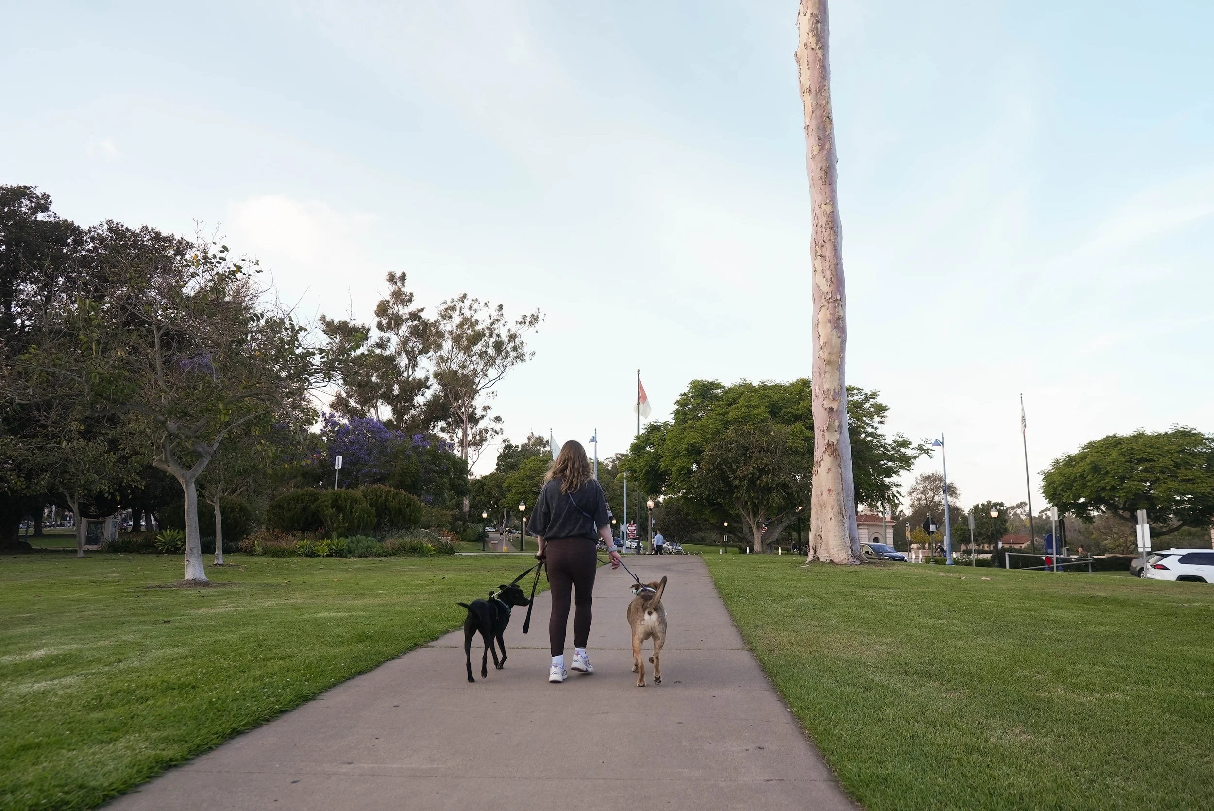 Woman walking two dogs along a park sidewalk with trees, flagpoles, and parked cars in the background.