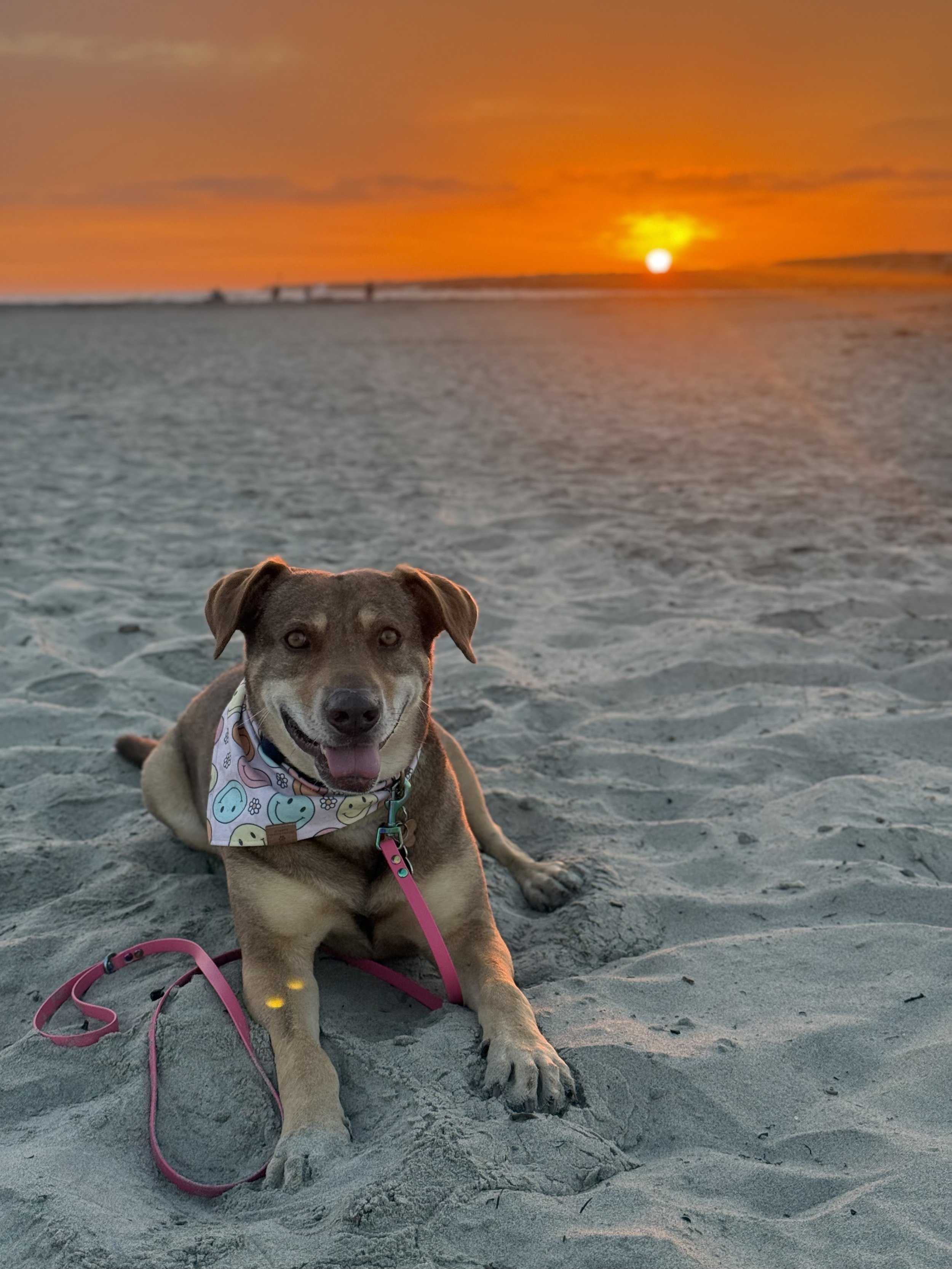 A dog with a pink leash and colorful bandana sitting on sand at the beach during sunset.