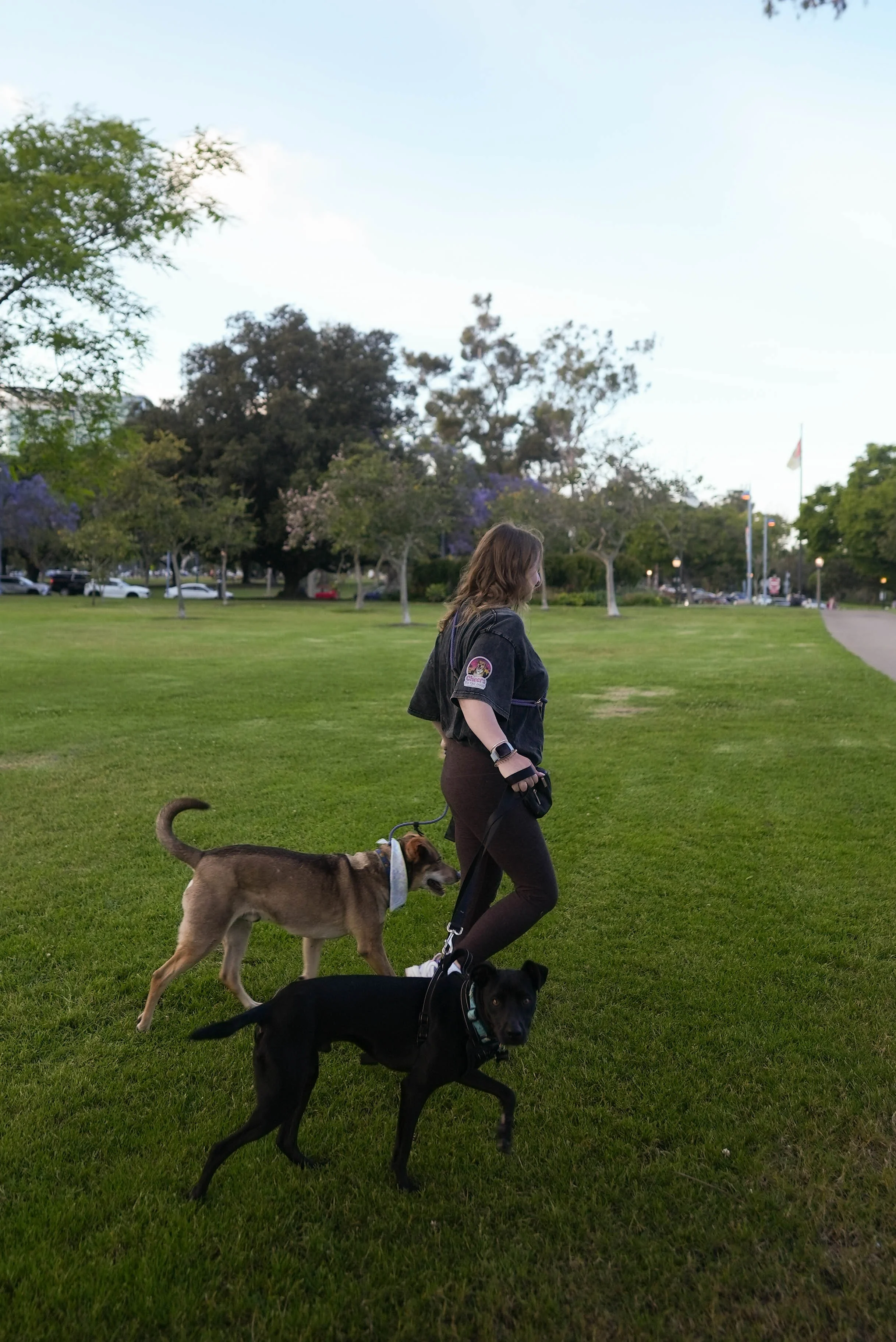 A woman walking three dogs in a park with green grass, trees, and a paved path in the background, under a partly cloudy sky.