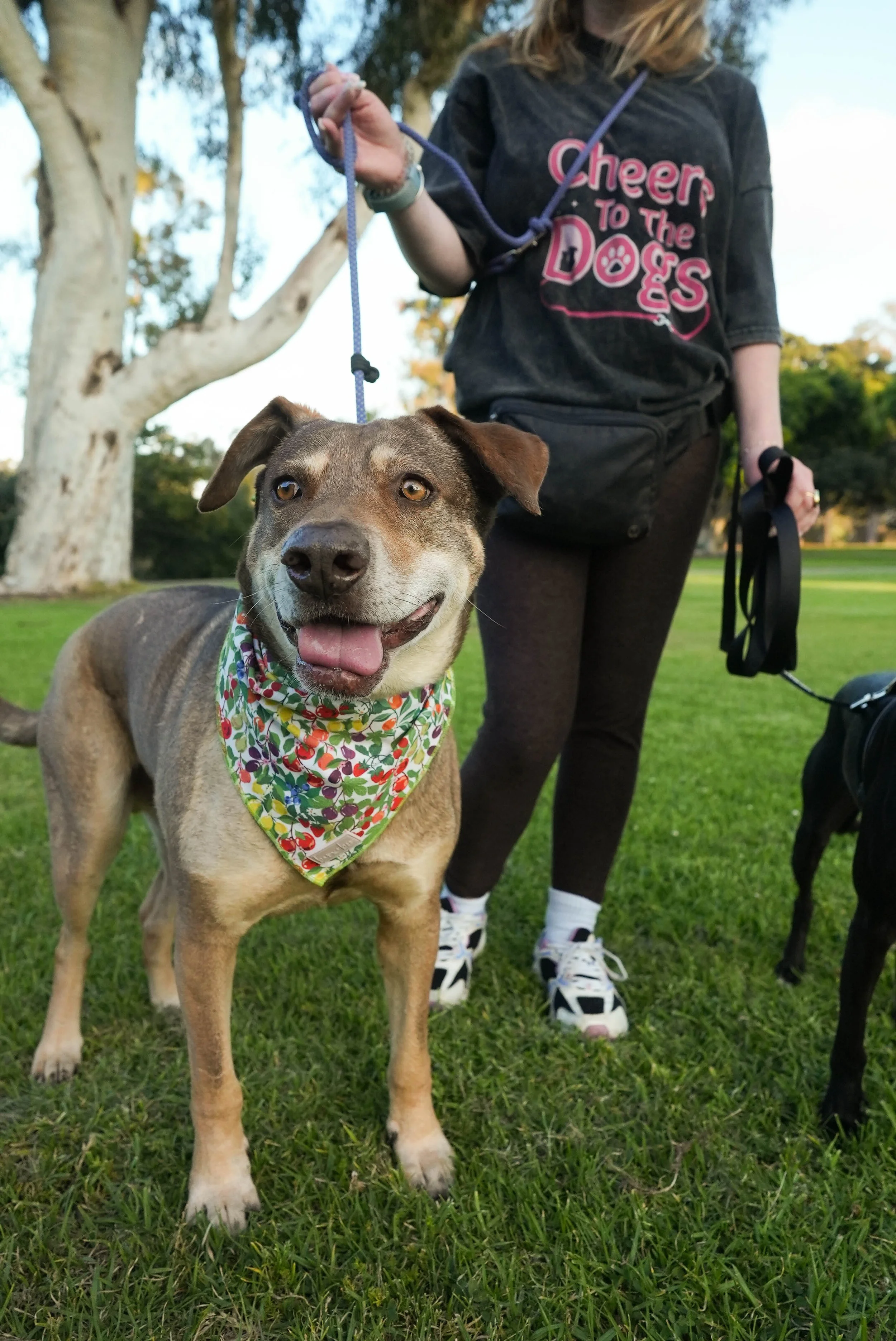 A happy dog with a colorful bandana around its neck, standing on green grass in a park. A person holding the dog’s purple leash is partially visible, wearing a black shirt with pink text that reads "Cheer to the D O G S," black pants, and white sneakers with black accents. The park has trees with white bark in the background, and the sky is clear.