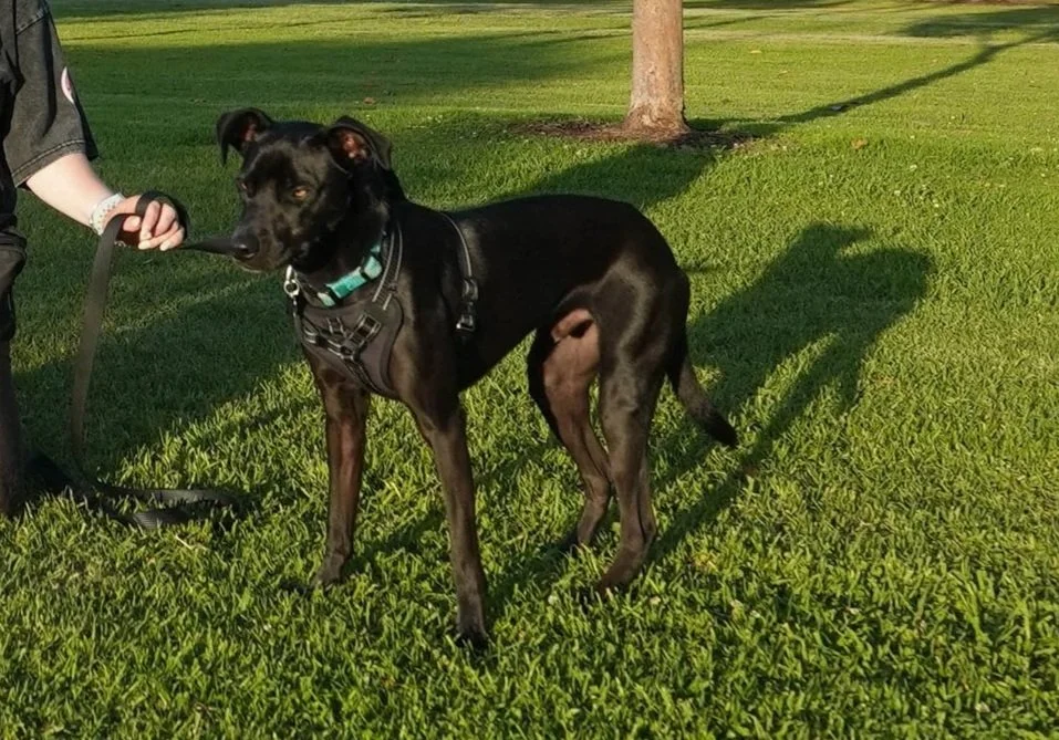 A black dog with a harness on green grass in a park, held by a person wearing a black shirt.